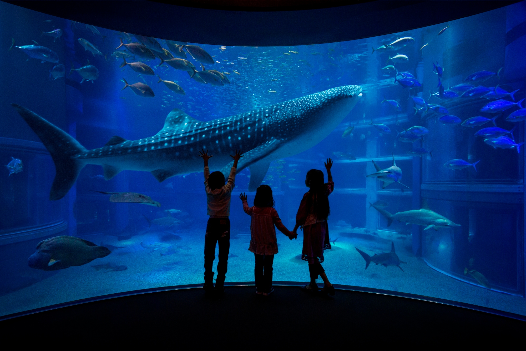 Osaka Aquarium Kaiyukan