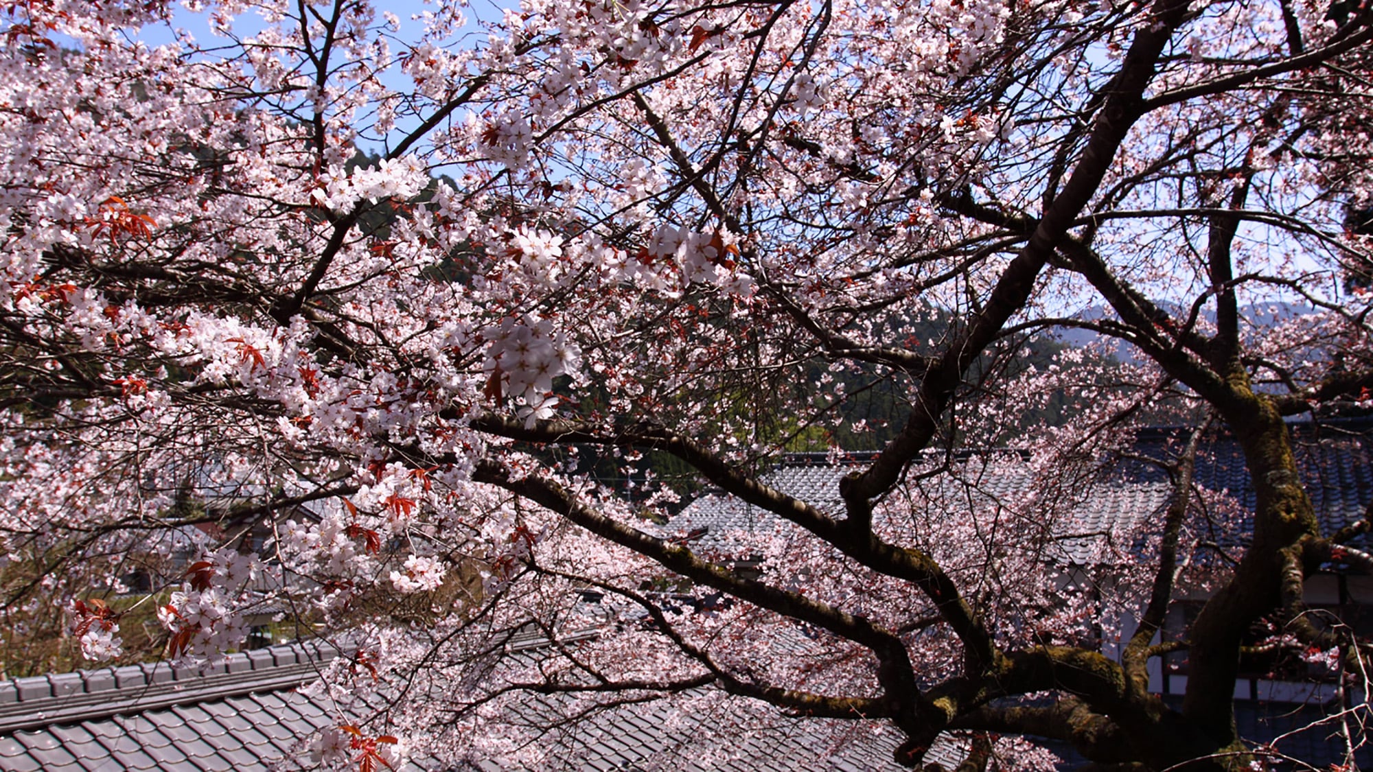 * [Halaman musim semi] Menghadap bunga sakura di halaman