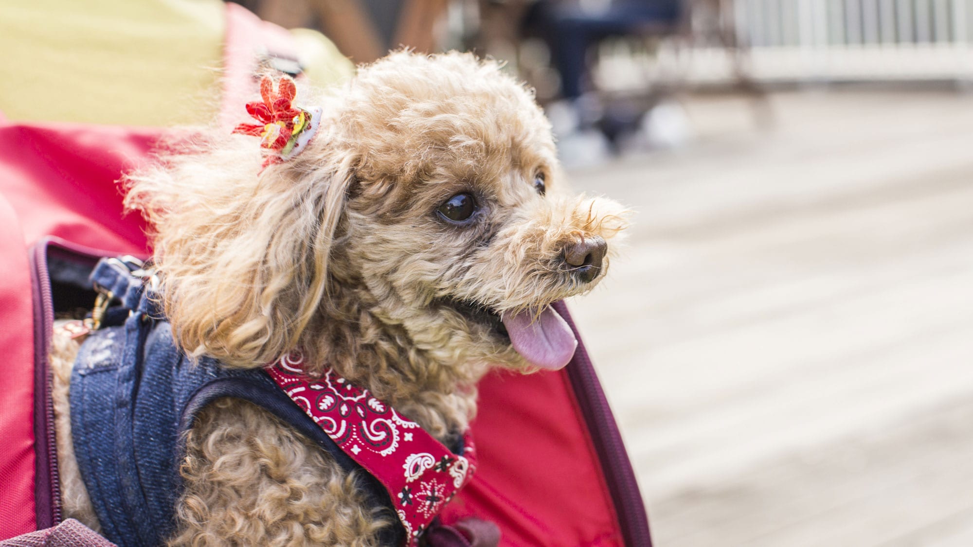 * Gambar bepergian dengan anjing