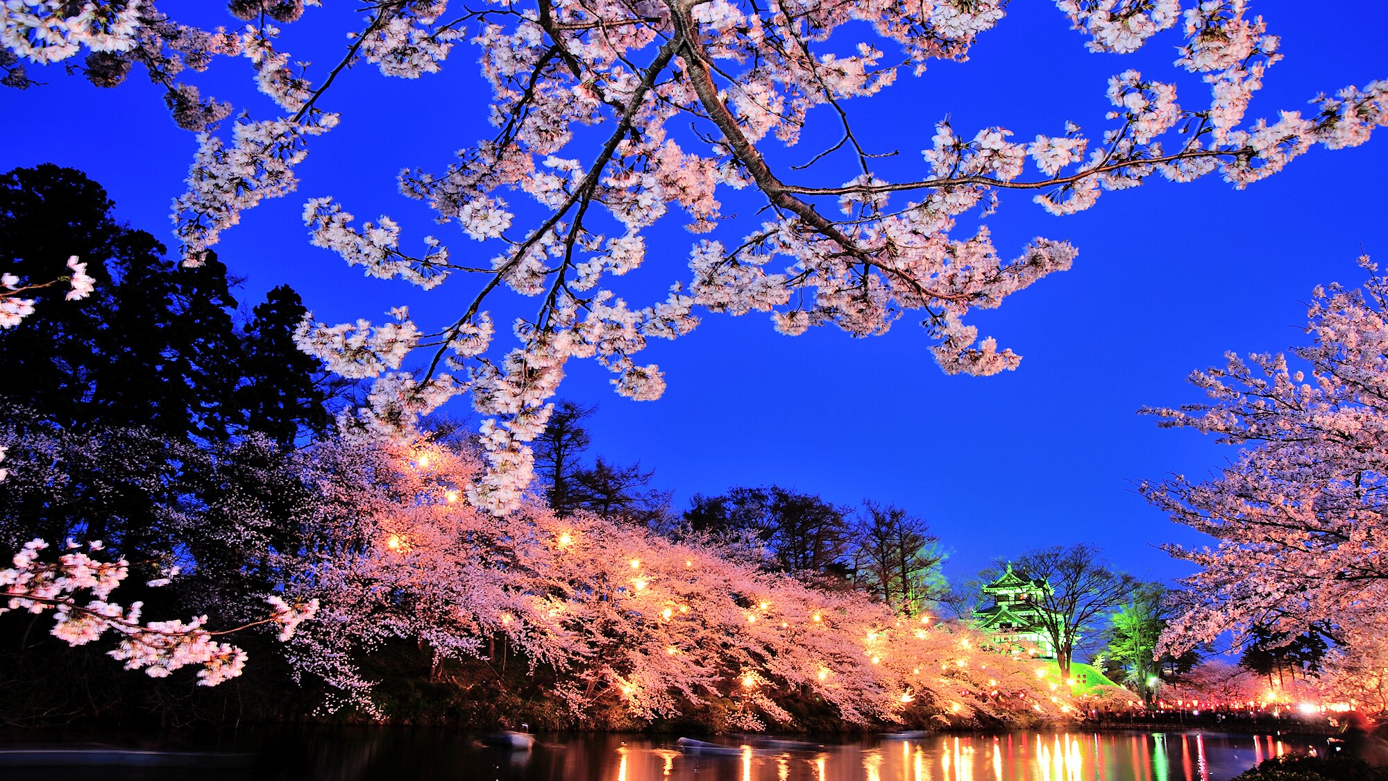 [Others] Surroundings and scenery / Takada Castle Cherry Blossom Viewing Event Takada Castle Cherry Blossom Viewing Event