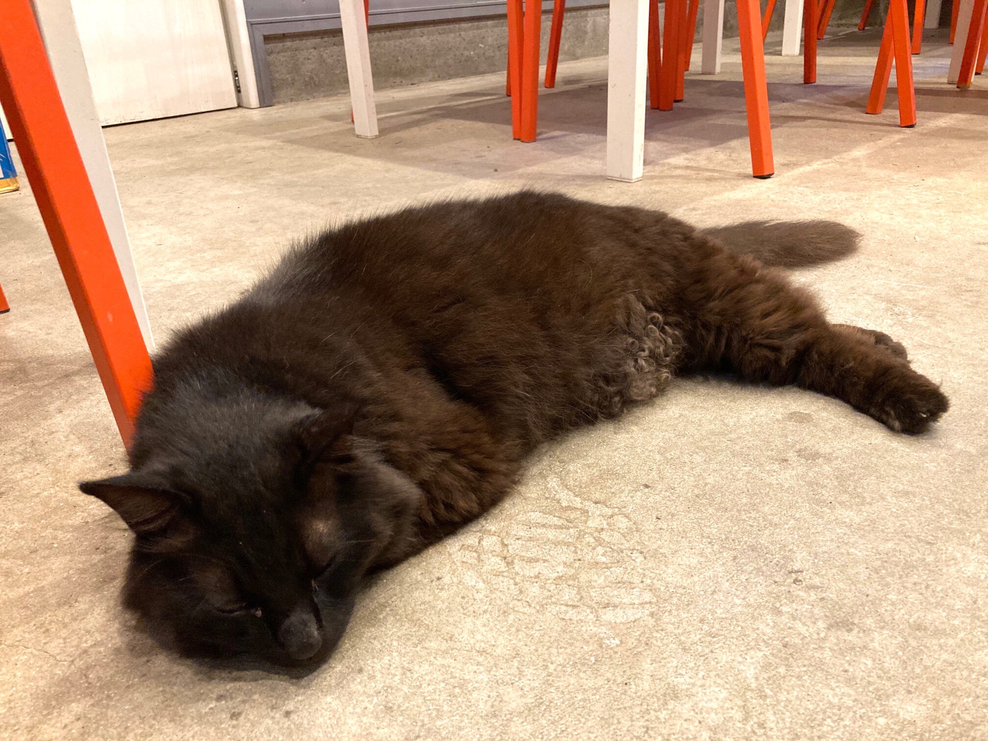 Dining room Shared space