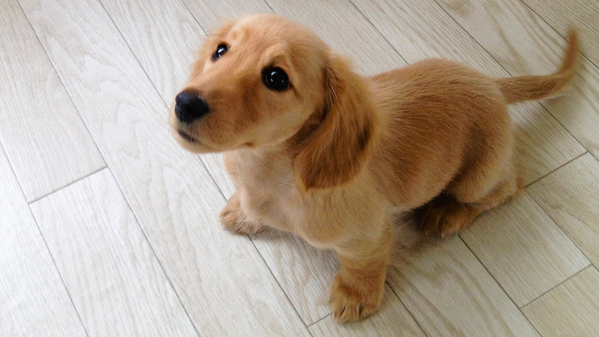 ◆Pet-loving Plan ①