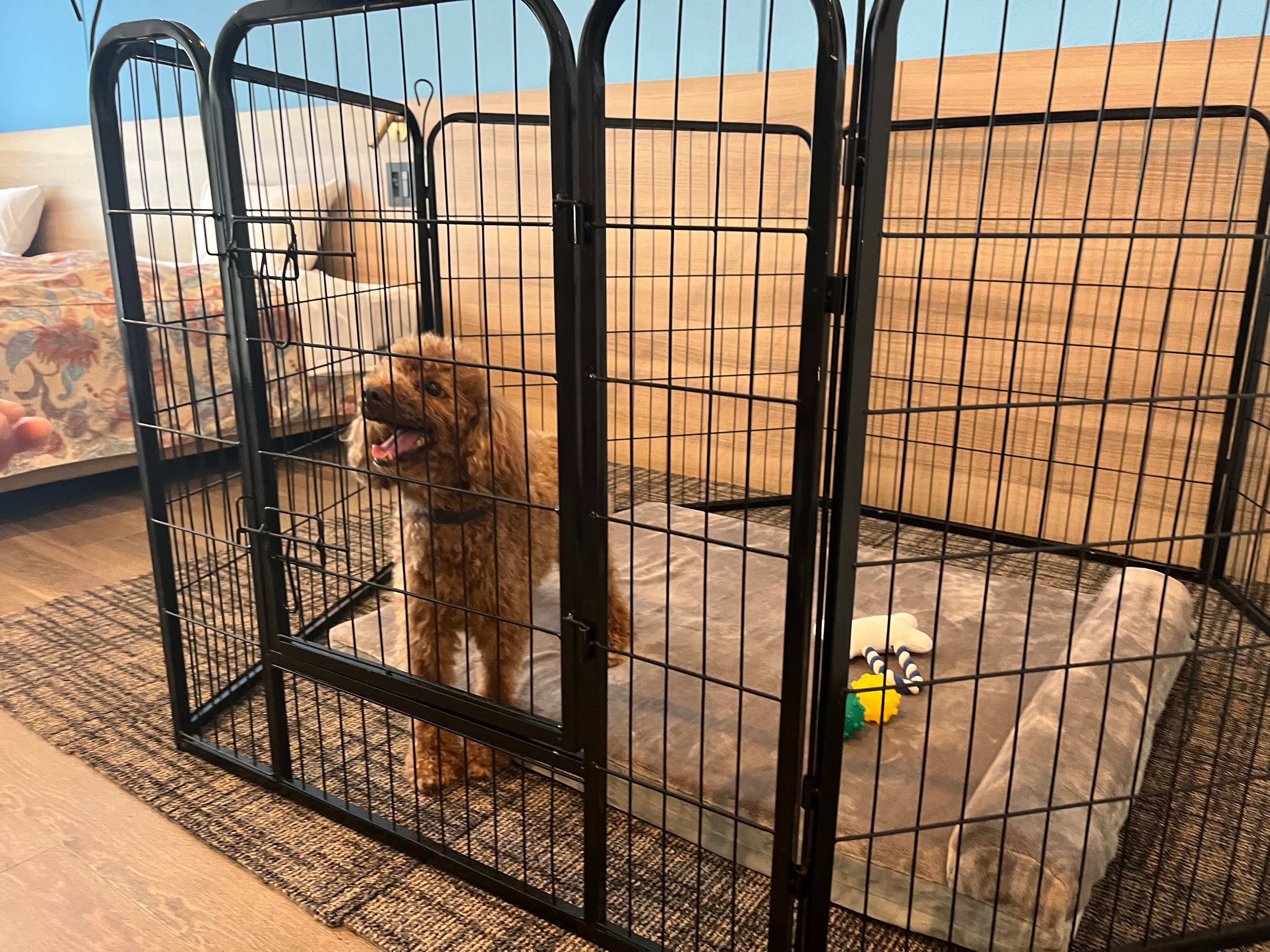 Dog Room