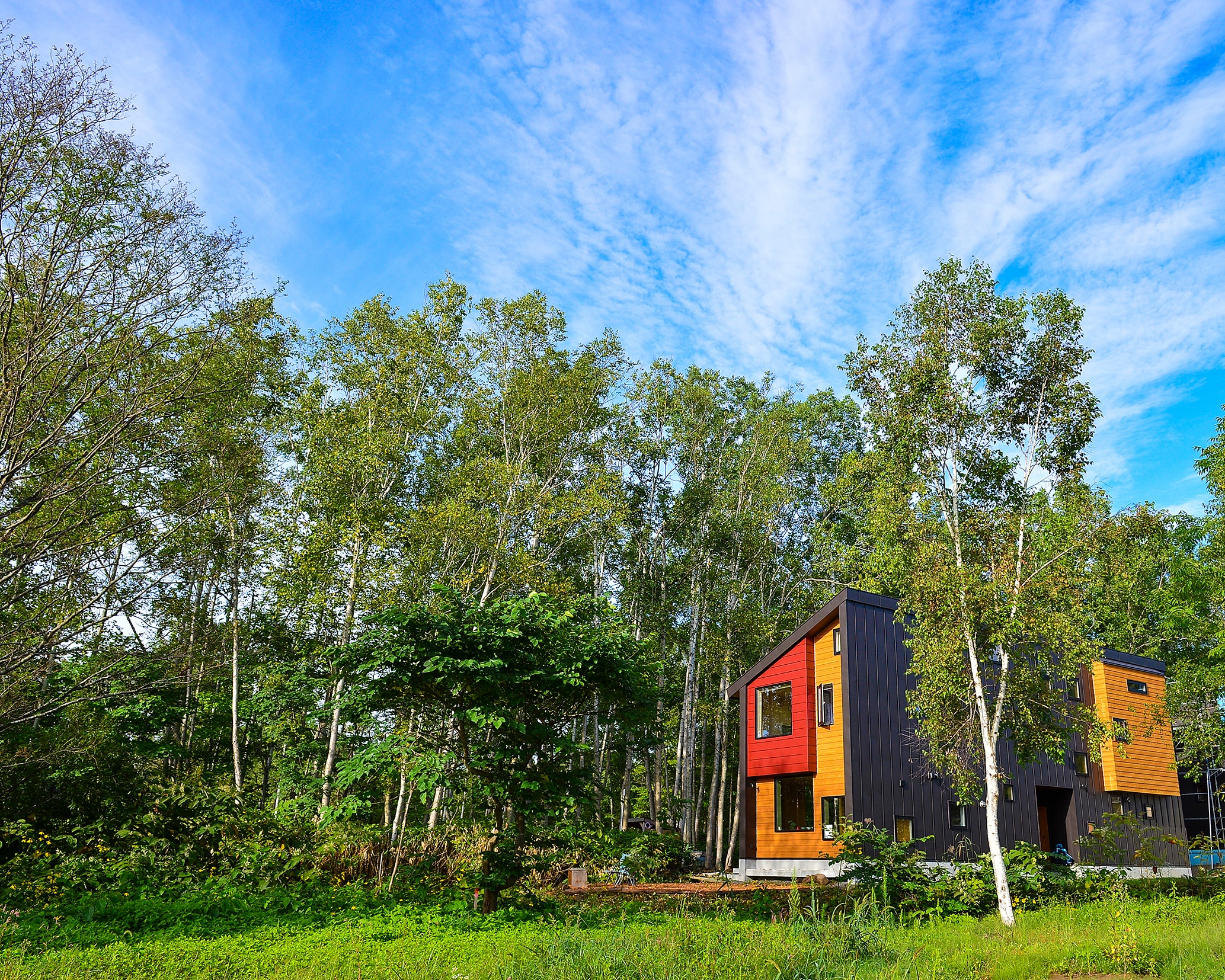 Green tea grass exterior