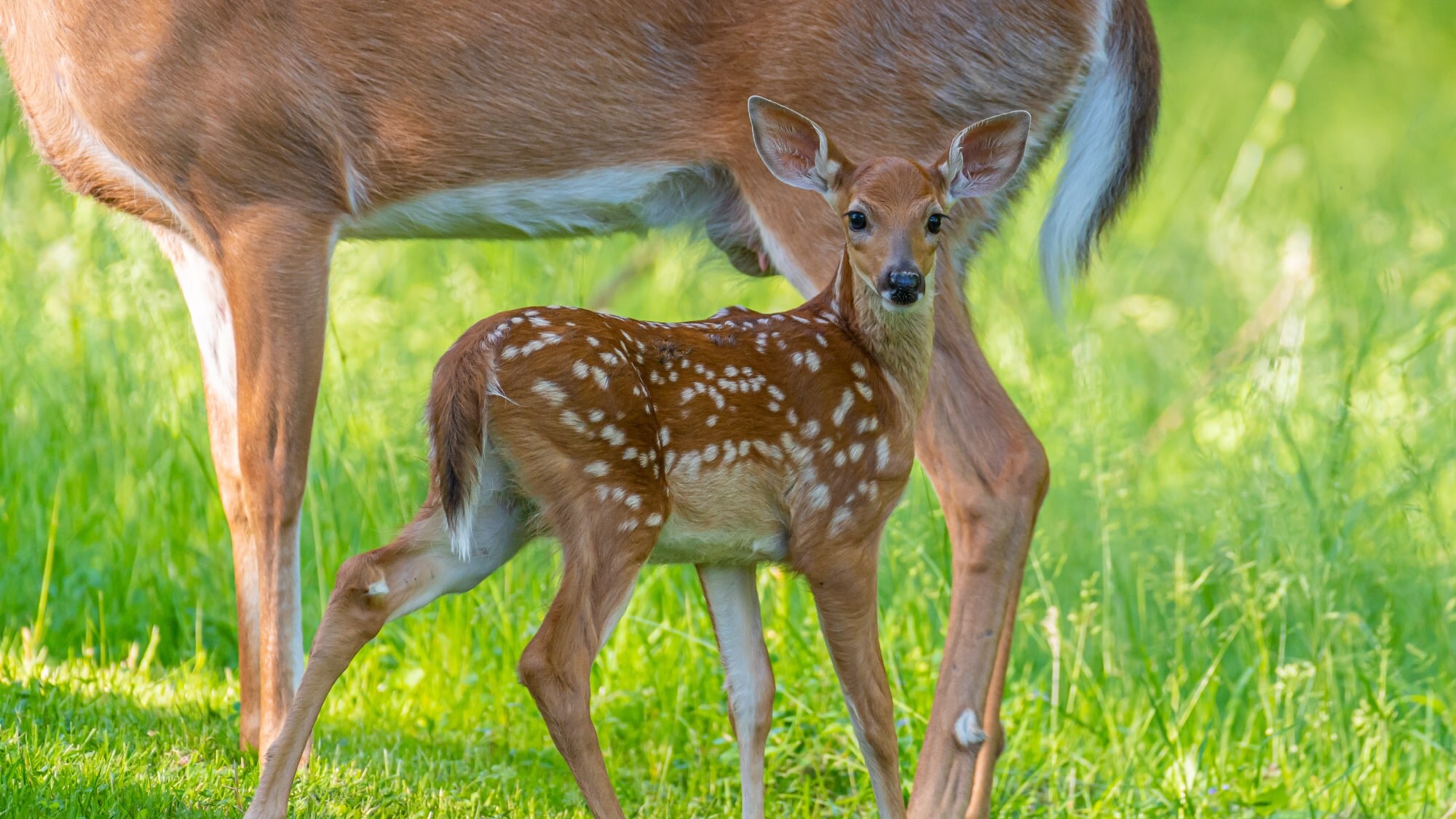 매년 5월 중반부터 7월경까지 아기 사슴의 탄생 시즌! 귀여운 새끼 사슴을 보러 오지 않겠습니까?