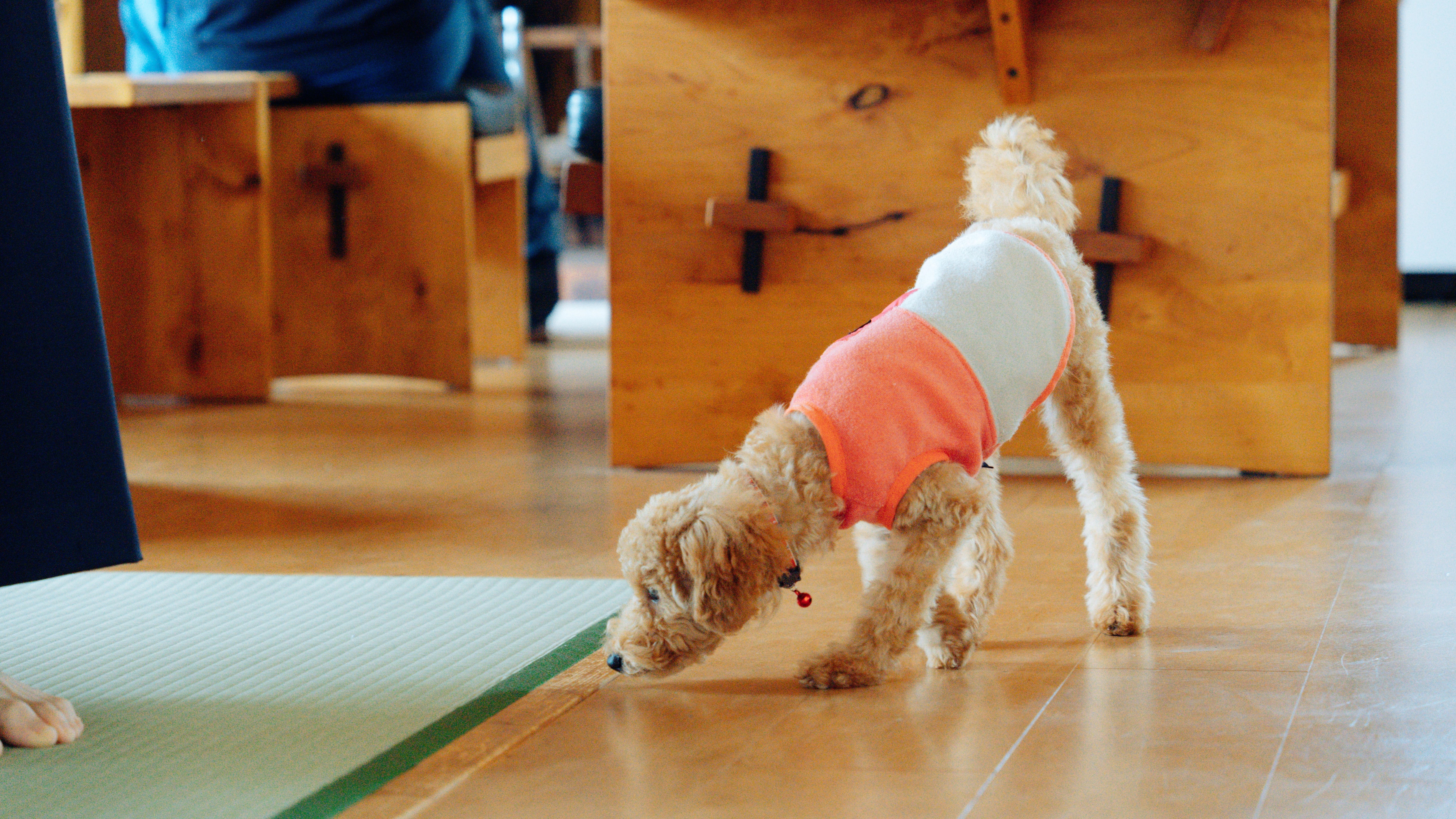 {Service} You can stay with your pet dog♪