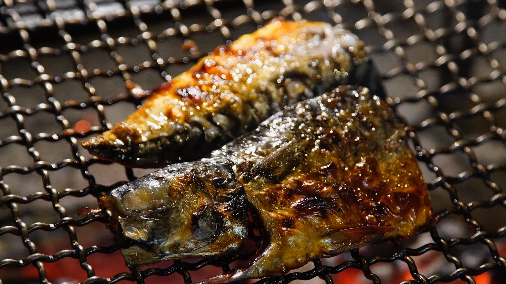 Mackerel from Koshida Shoten, luxuriously grilled over a hearth
