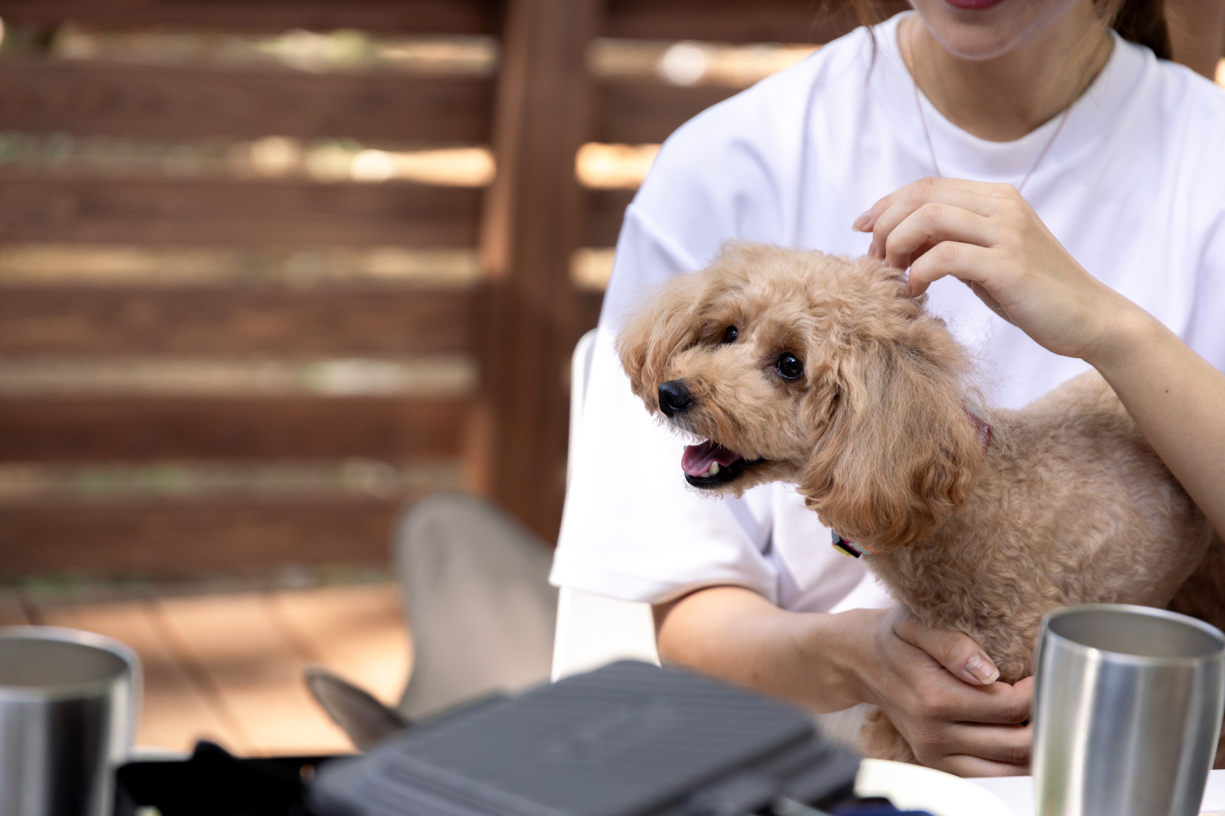 Dog_2