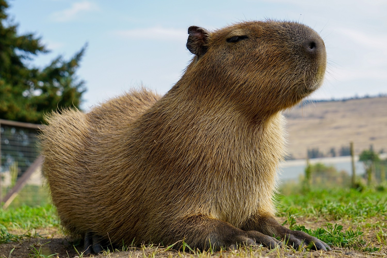 Capybara