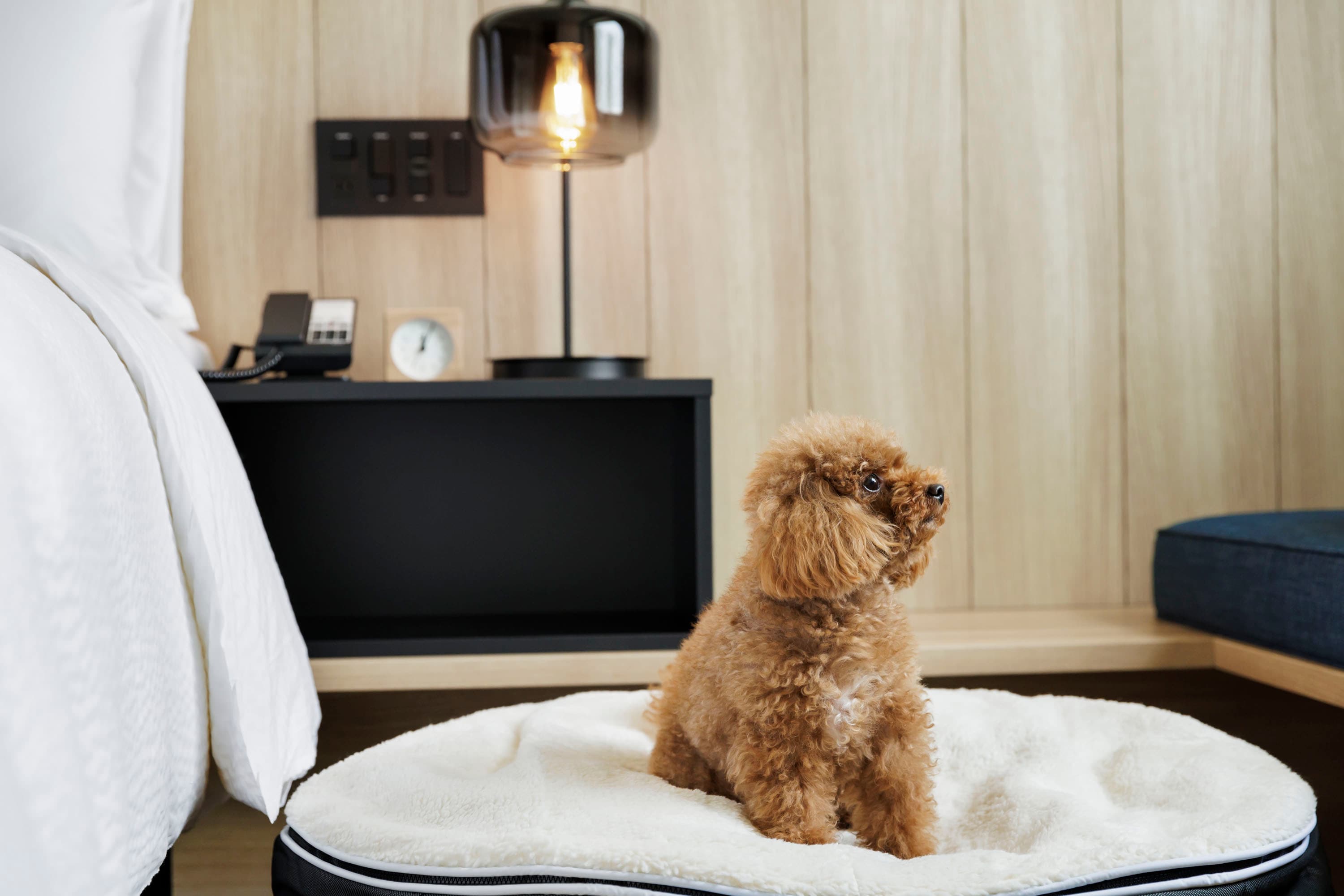 Kamar Ramah Anjing