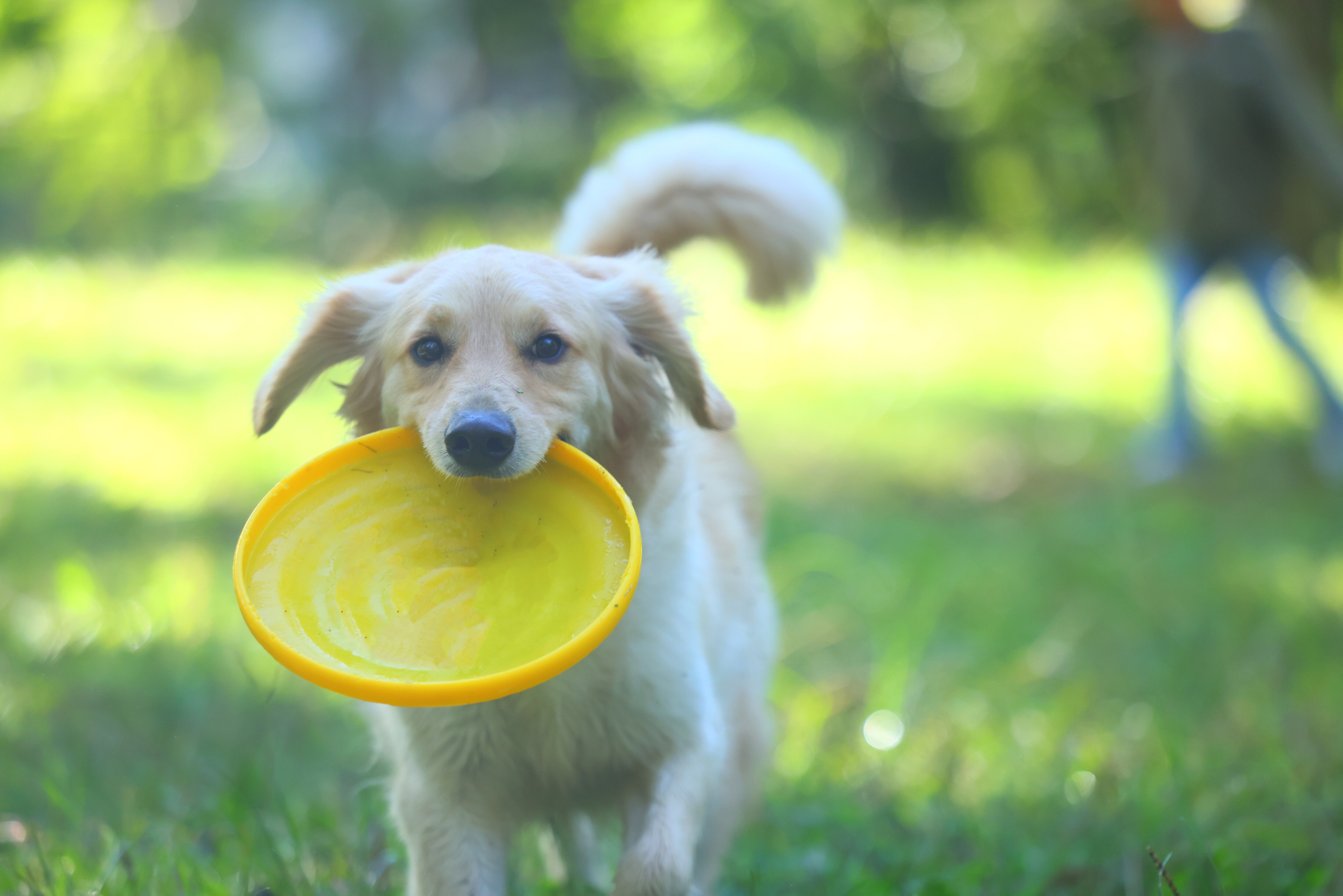 Dog playing at dog run