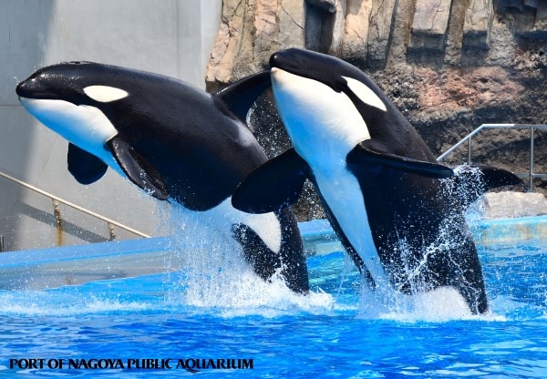Nagoya Port Public Aquarium: There are only two aquariums in Japan that have killer whales! You'll be amazed by the spectacular movements of their huge bodies.