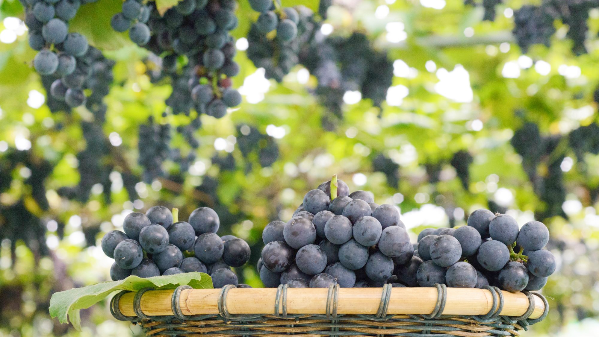 Includes a 30-minute all-you-can-eat grape picking experience at Nakano Tourist Orchard.