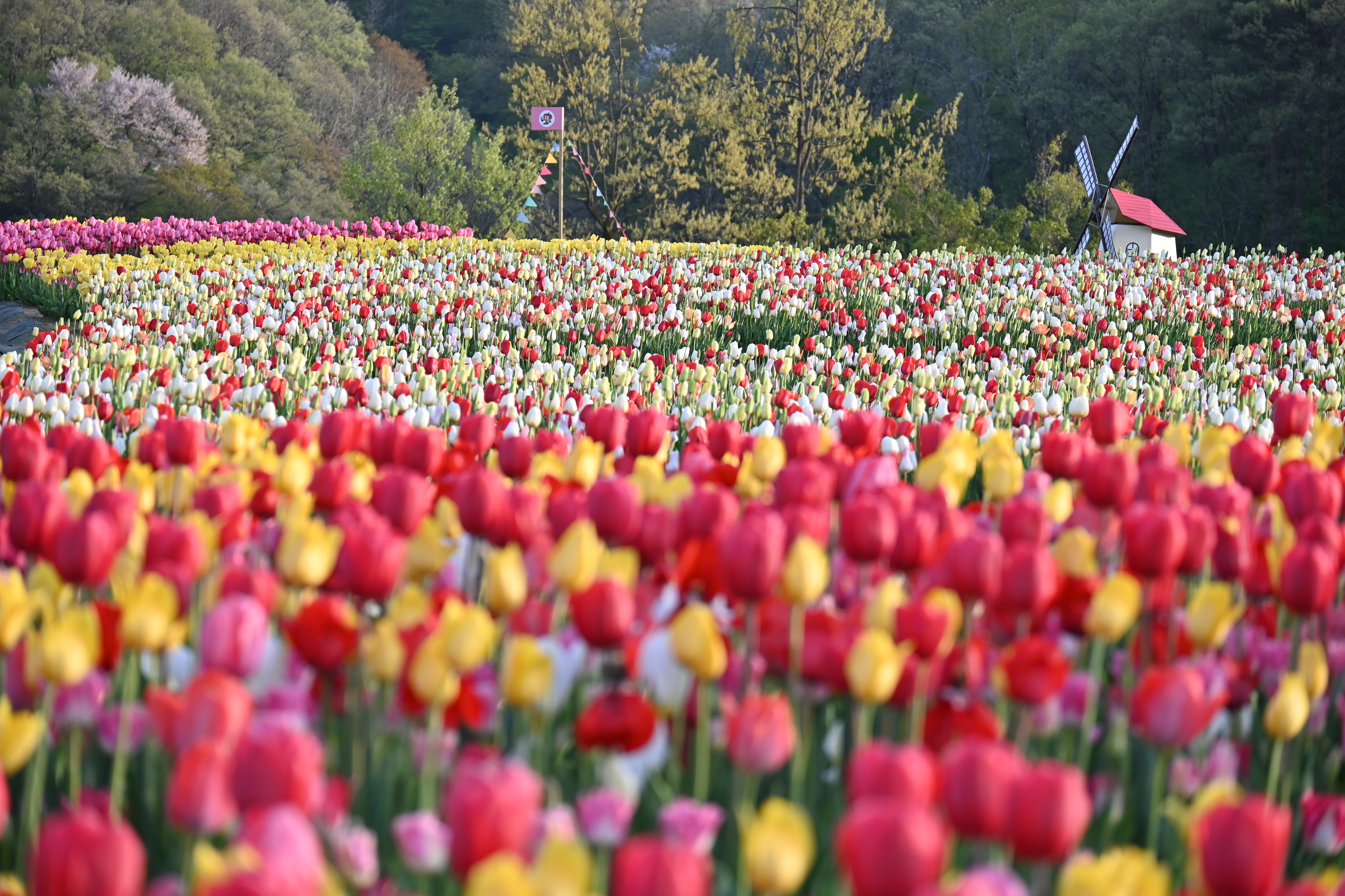 越后丘陵公园郁金香节