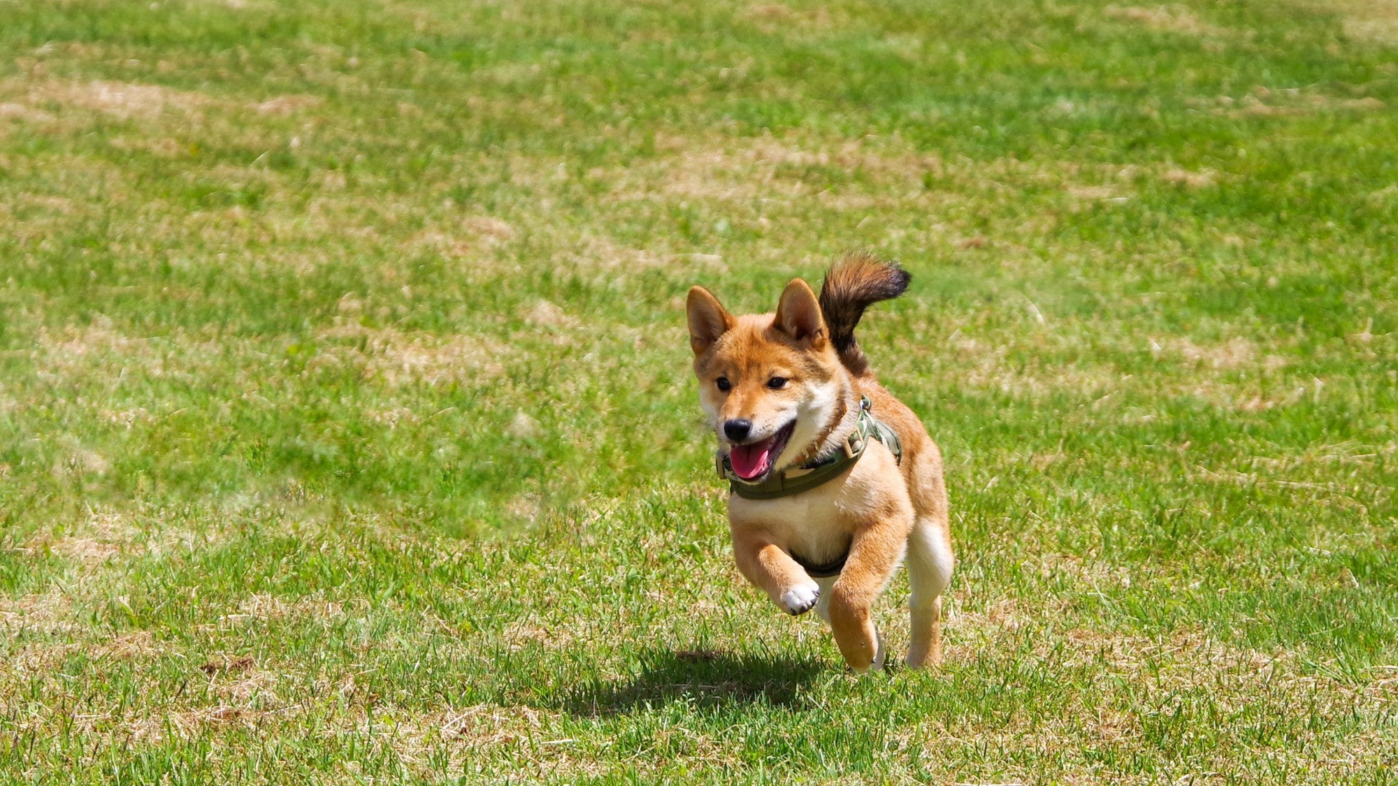 Dog run