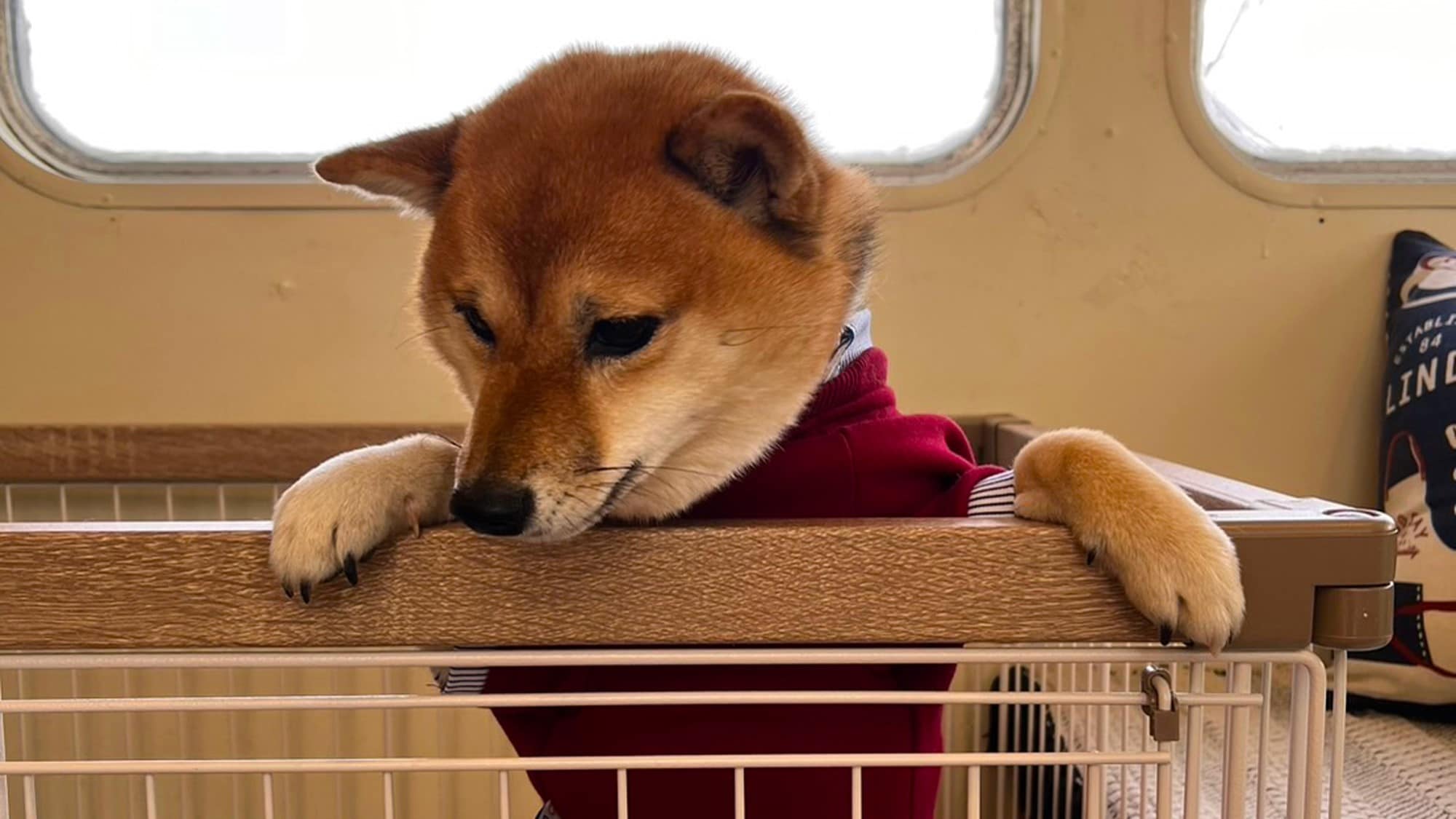 애완 동물과 함께 머무는 캠핑 트레일러