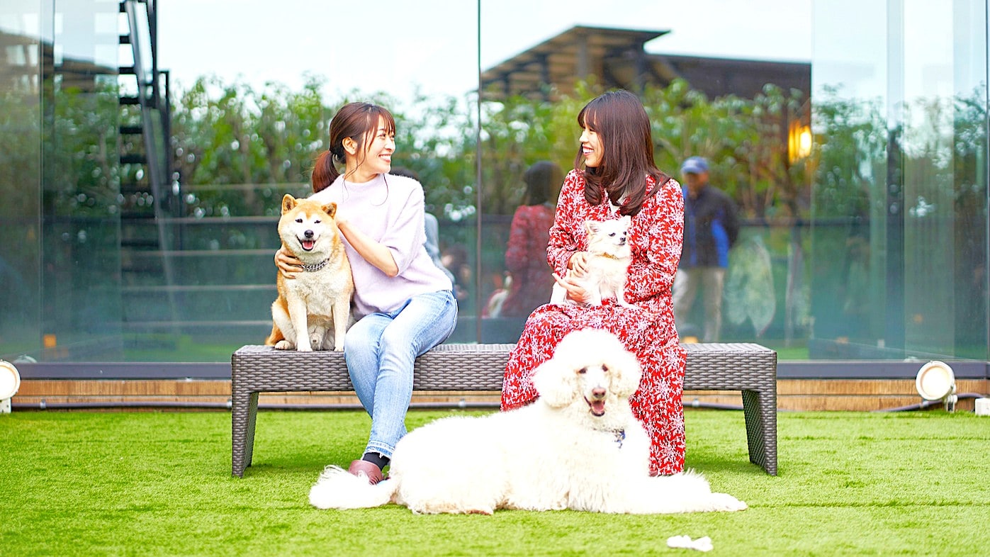 [Outdoor dog run (courtyard)] A clean, safe and secure dog run with artificial turf