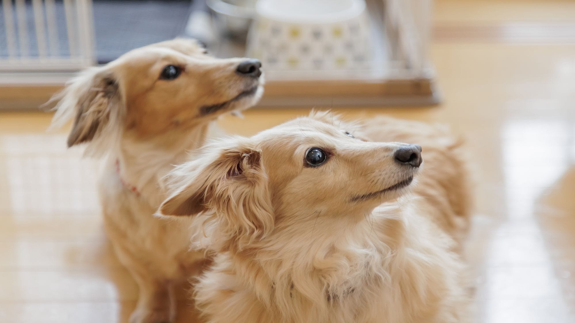 2026年4月11日から「亀の井ホテル 大和平群」は「わんわんパラダイス奈良生駒」に生まれ変わります