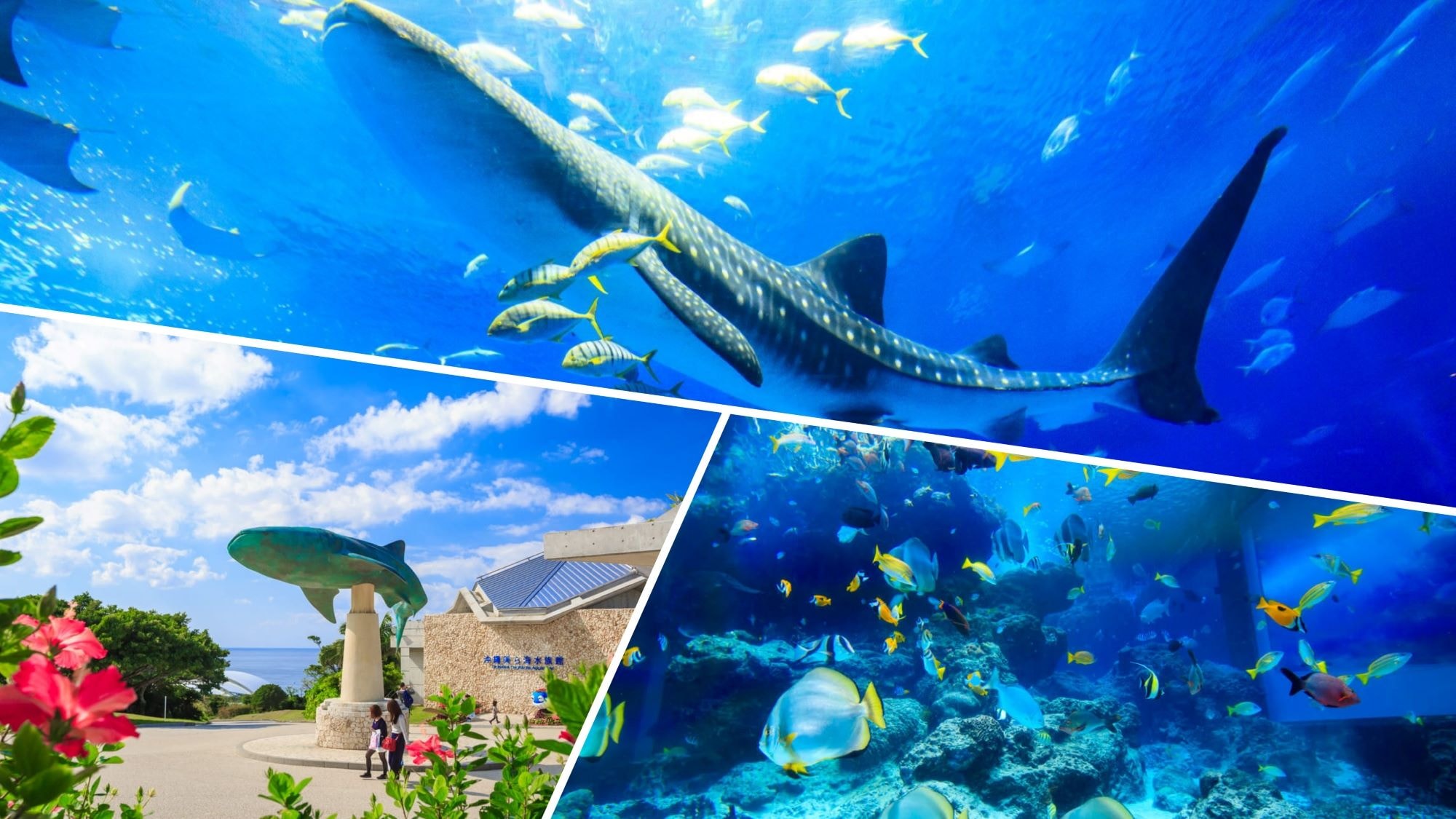 Okinawa Churaumi Aquarium