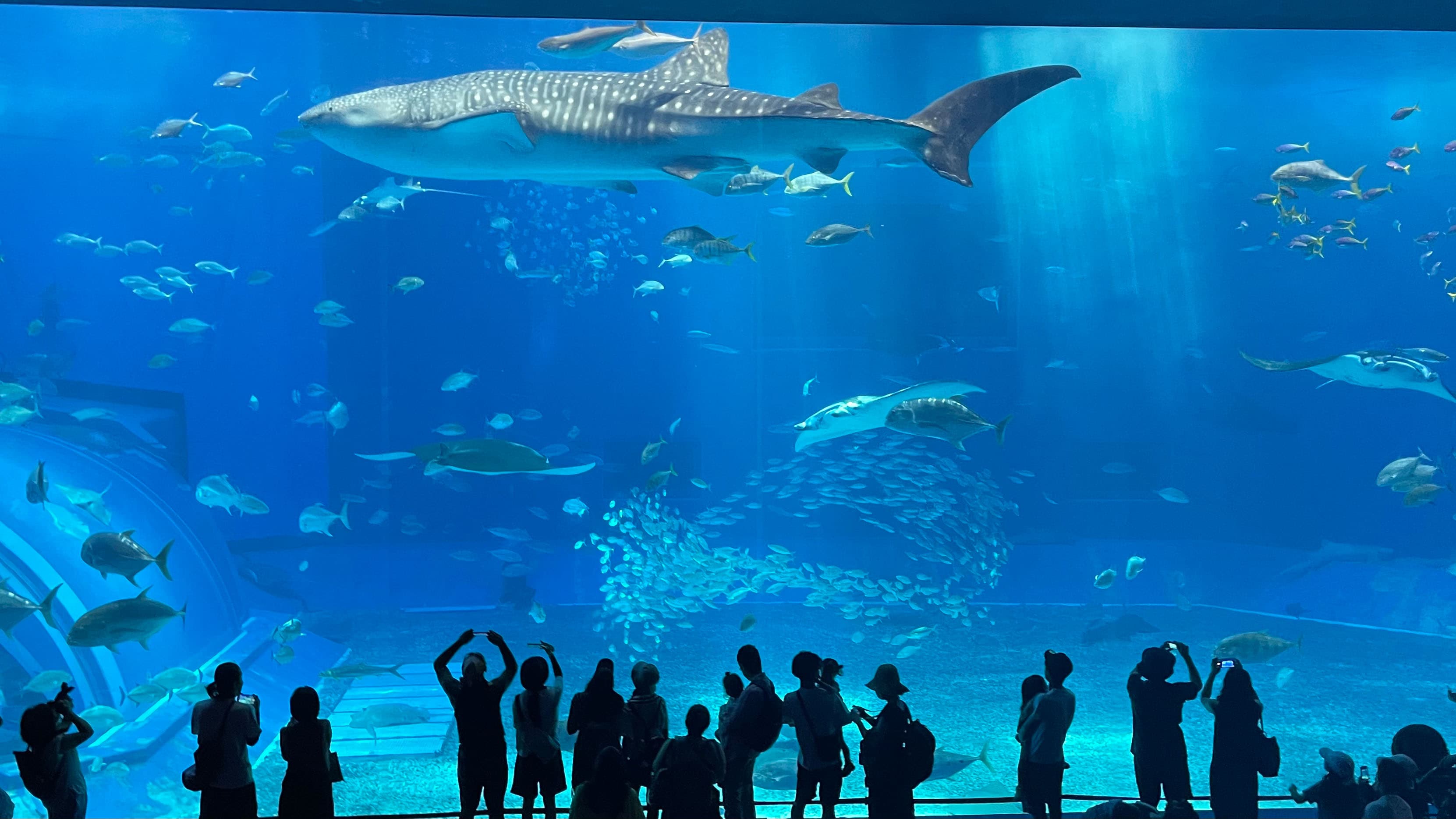 [Churaumi Aquarium] 1 hour by car
