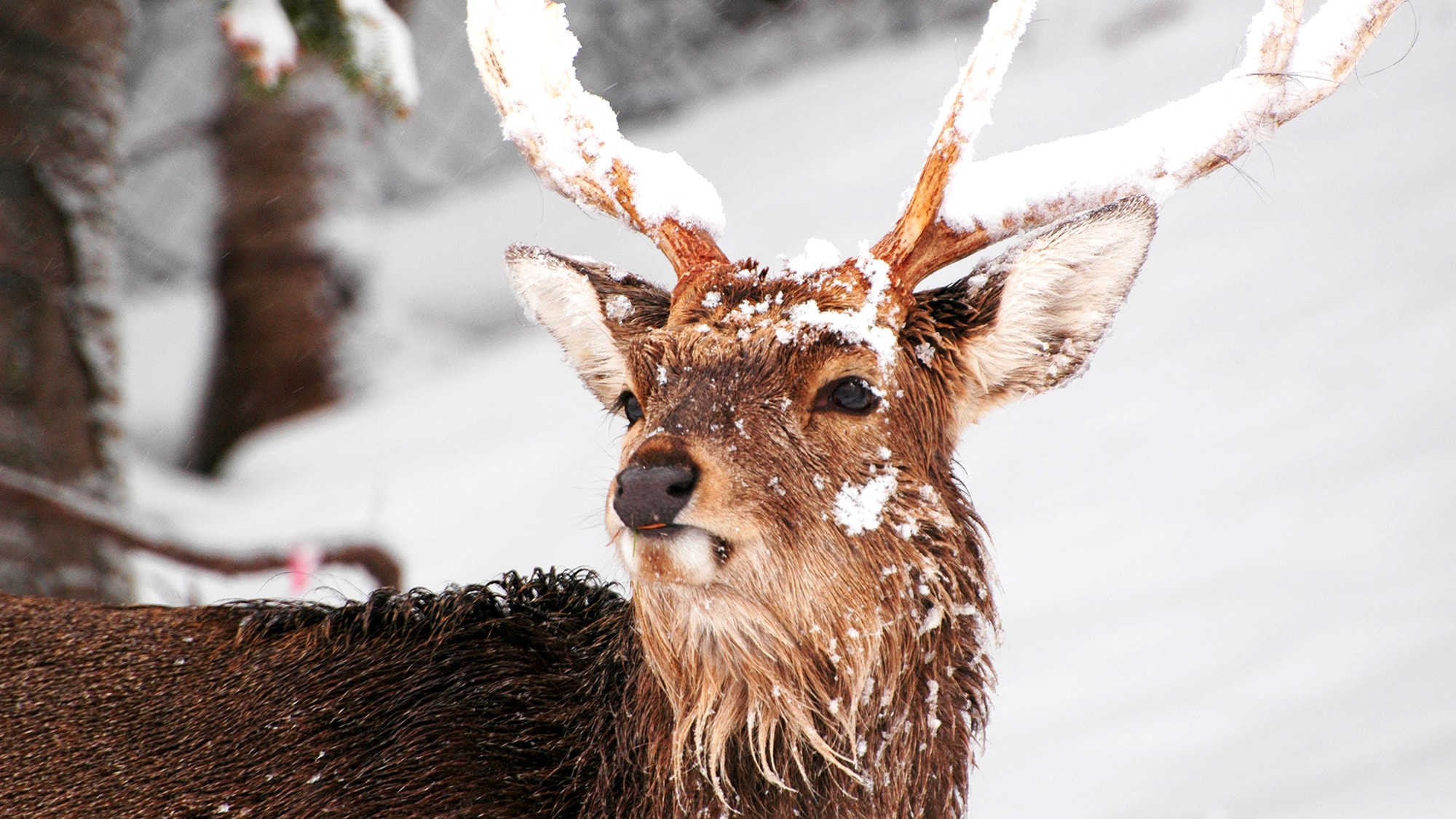 [Animals you can meet in Shiretoko] Ezo deer