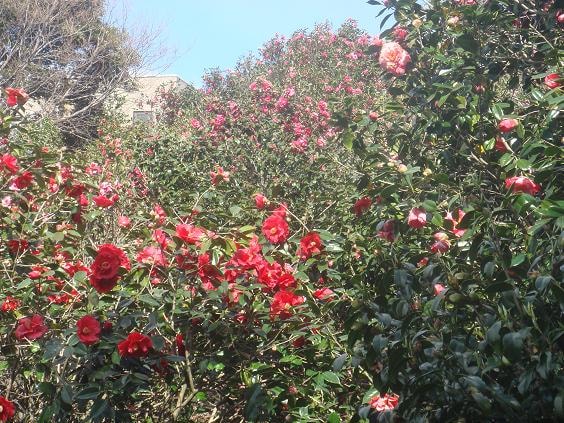 A cluster of Chinese camellias