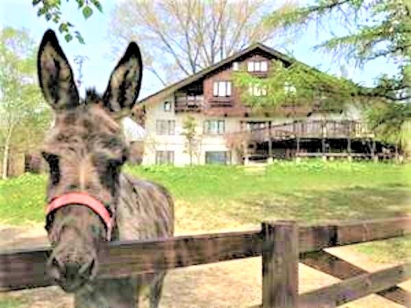 There is a donkey on the premises ♪ (Call me Recchan and he will come to you)