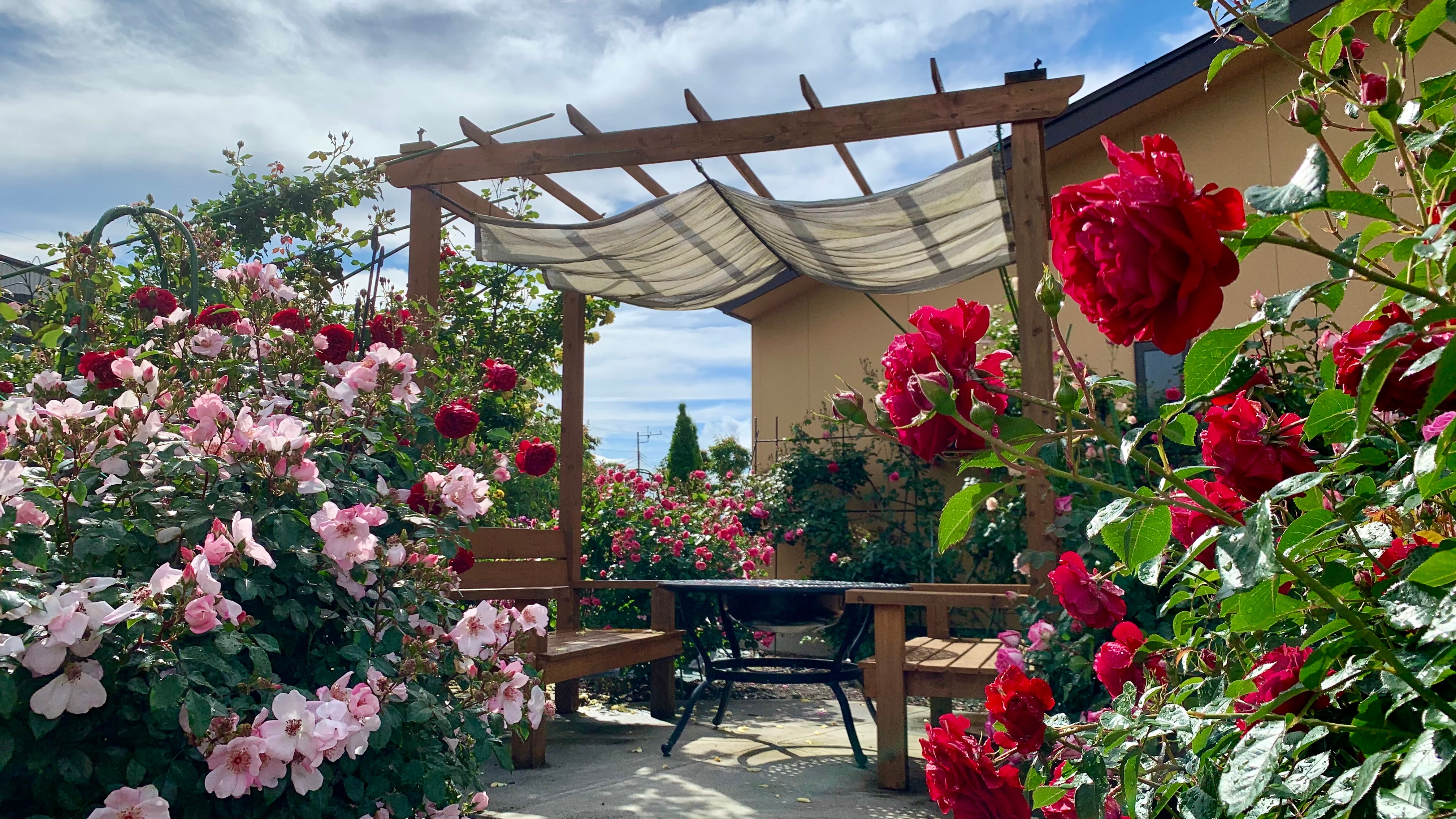Pergola bench in the First Rose Garden [Photo taken in June 2024]