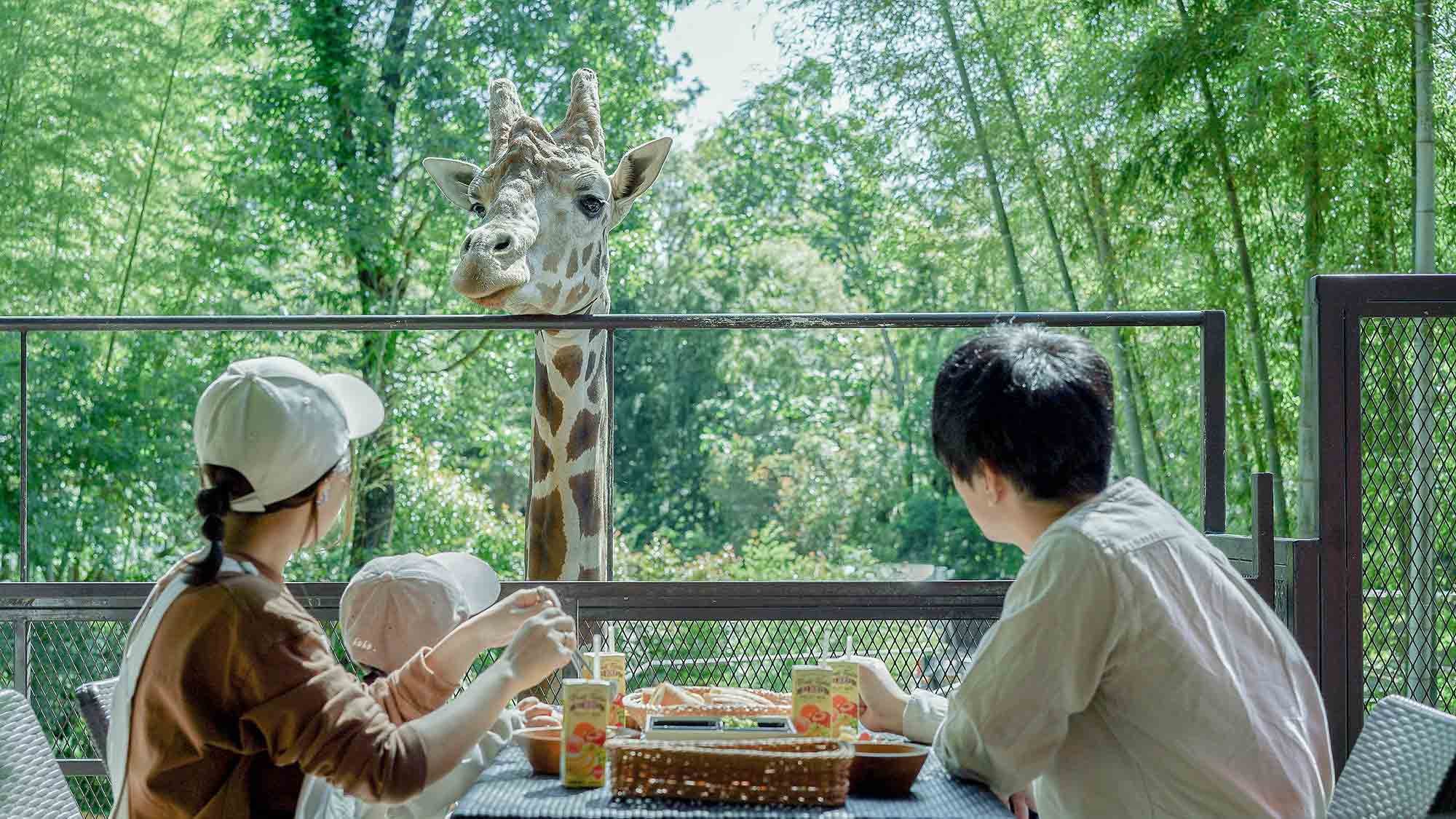 Breakfast with giraffes