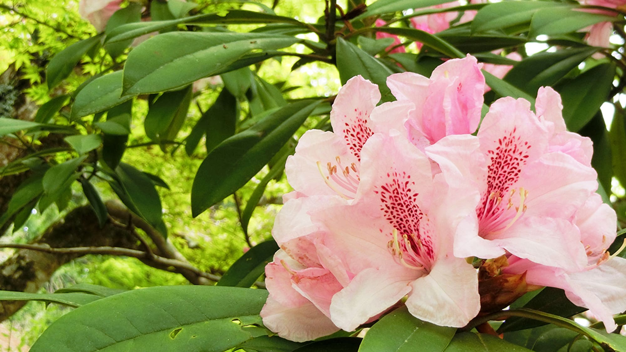 Spring Rhododendron