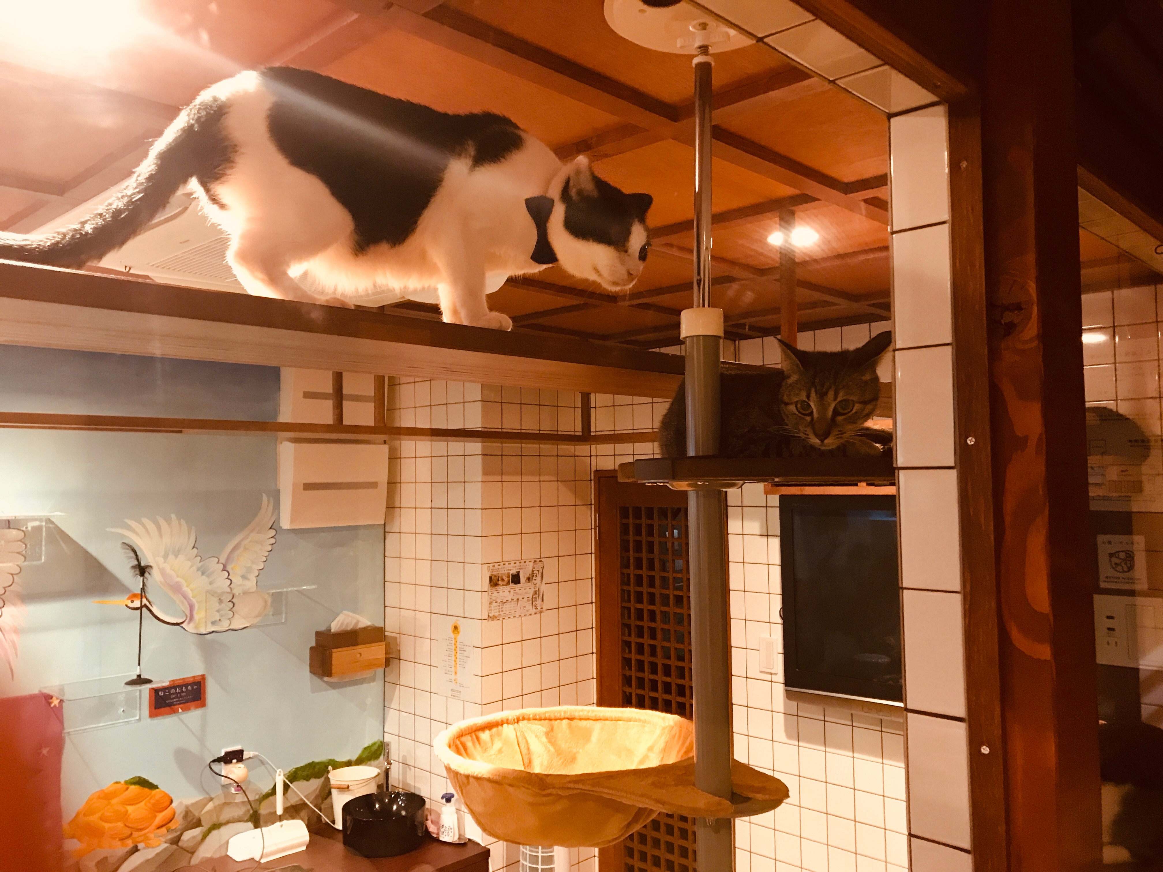 Cat Inn Japanese Style Dormitory 1