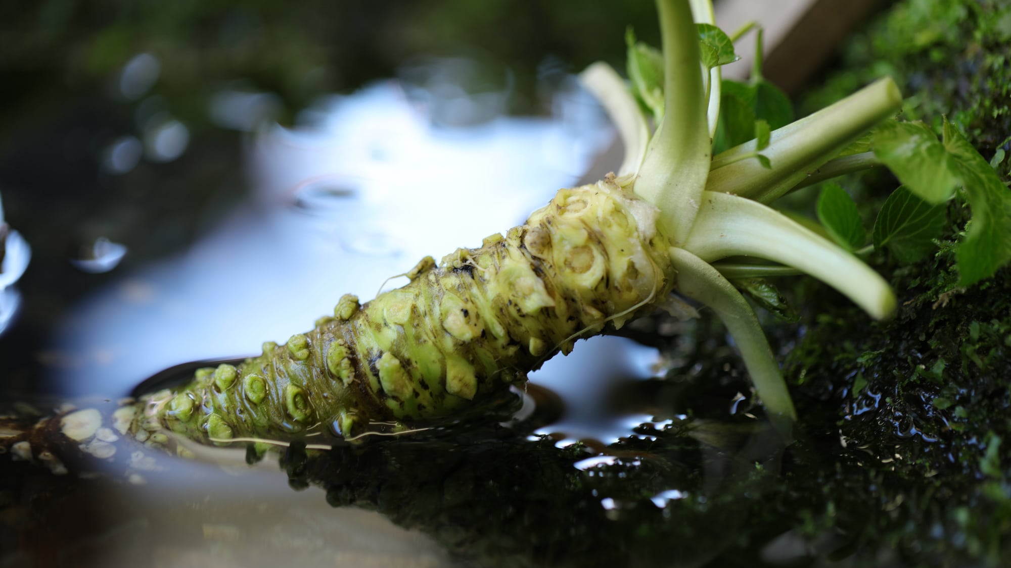 A plan that includes a local specialty, wasabi picking experience!