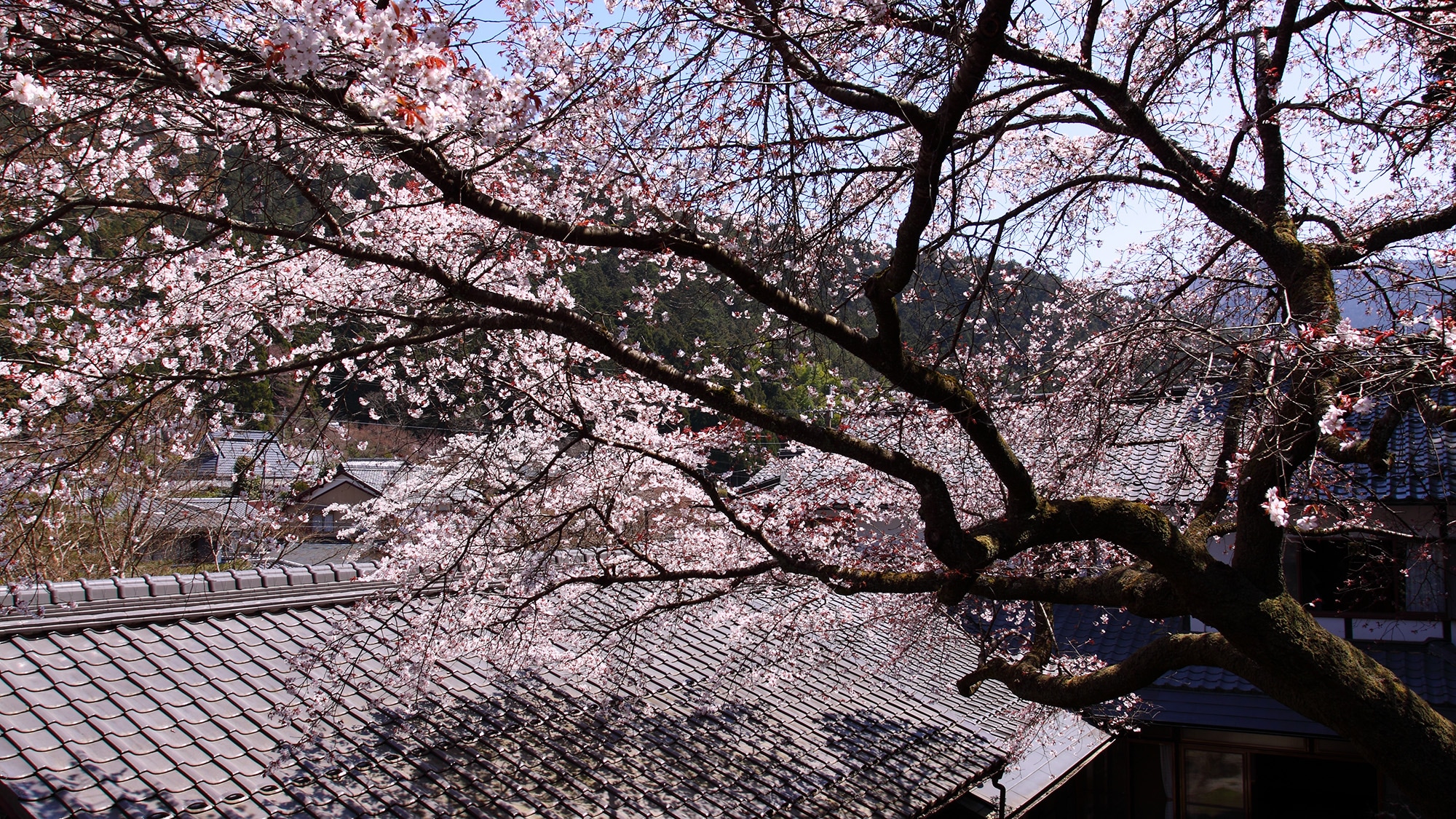 * [Courtyard] Pohon sakura juga ditanam di halaman.