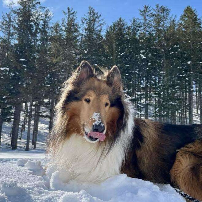 Konoyu 的吉祥物狗 Sachi