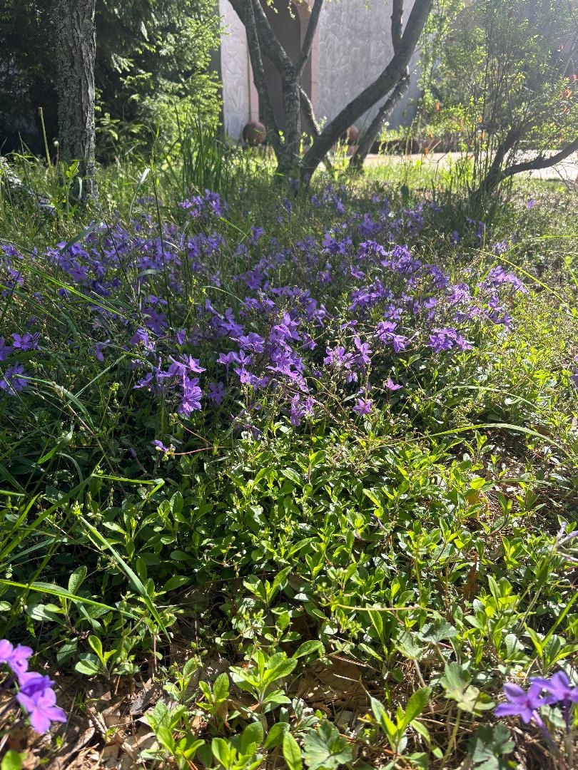 IMG_6265.jpeg
