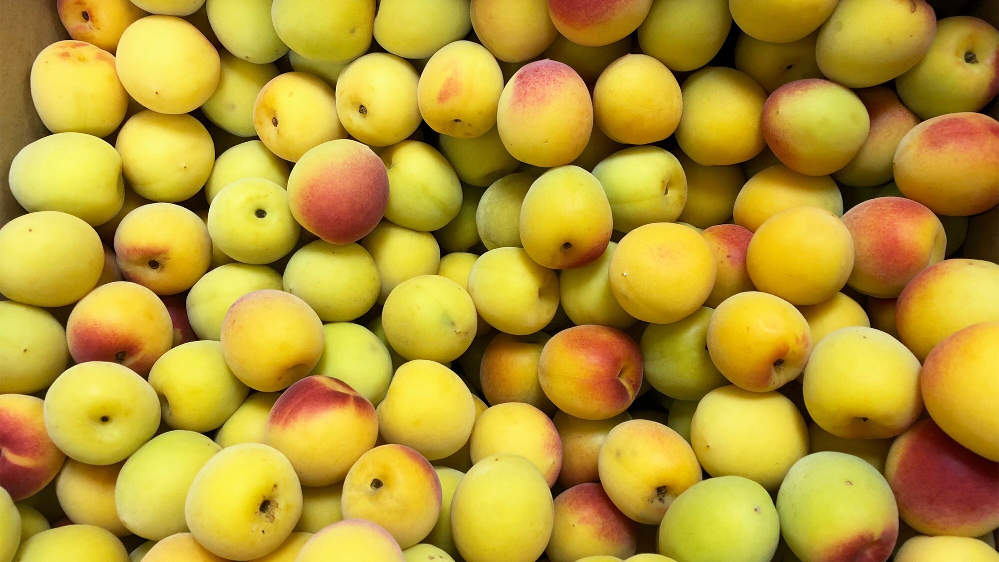 ・ [Kishu Ume] You can also experience making plum wine around the inn.