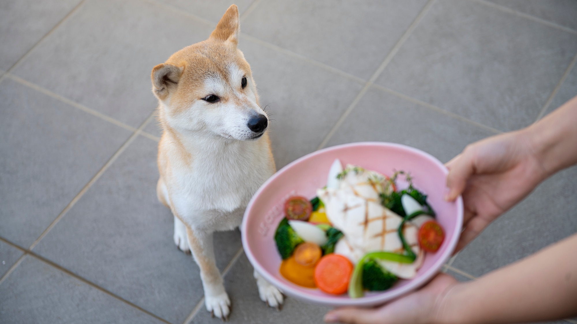 [旅行时带上你的狗]可携带宠物的房间住宿计划含早餐的客房服务