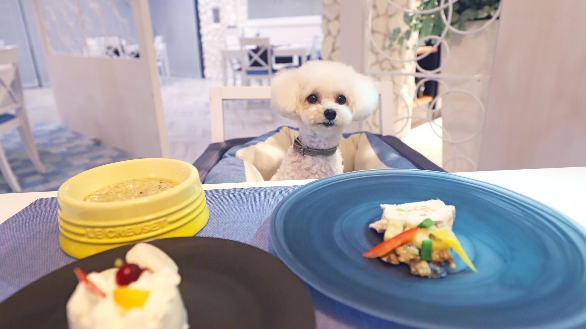 Course meal for your dog