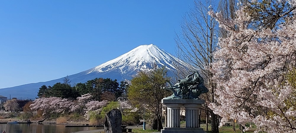 ดอกซากุระจากสวนโออิเกะ