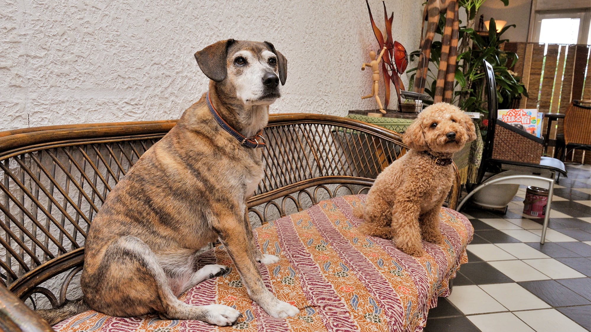 [Pet-friendly accommodation...Seagull]