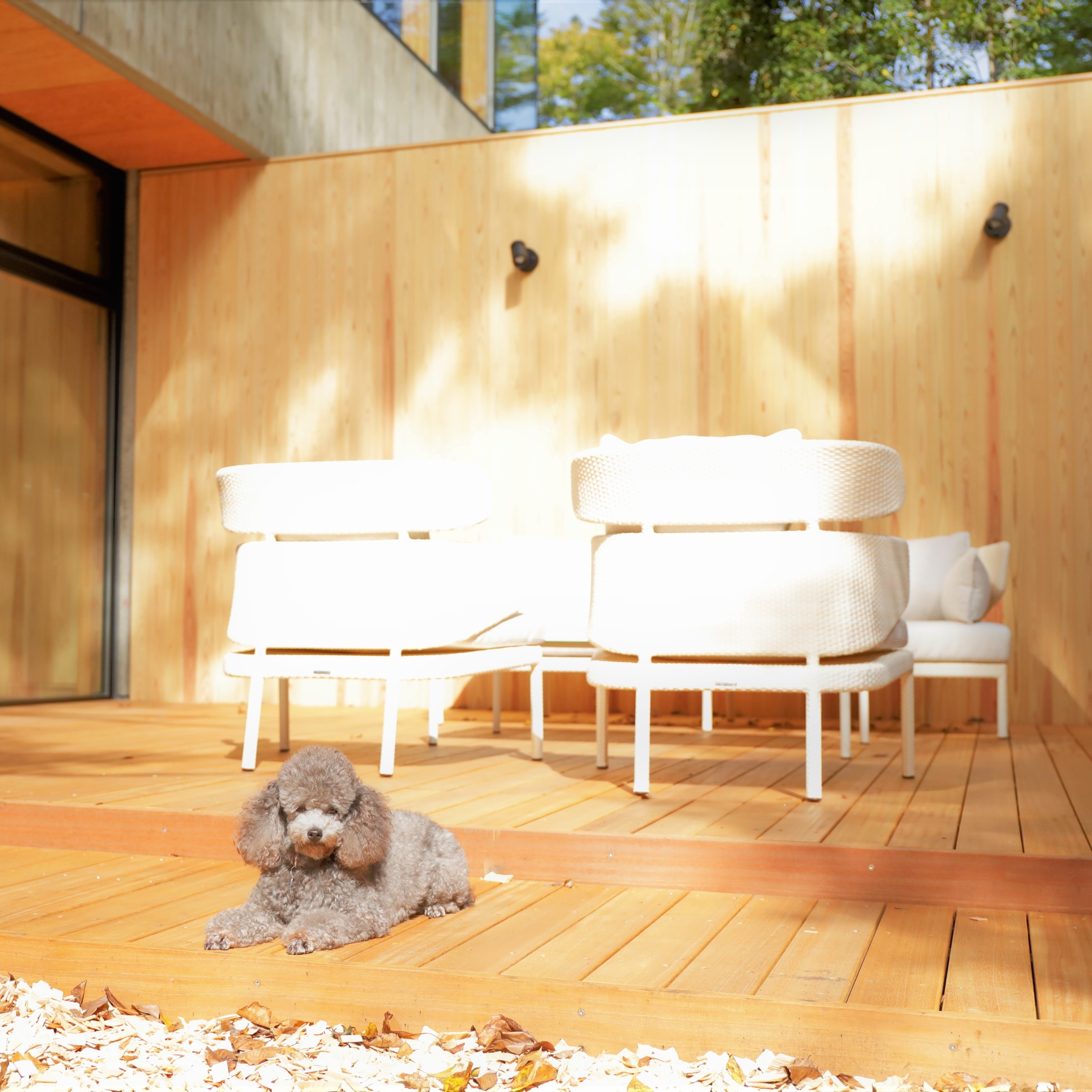 [Dog run] A rest area with stylish chairs and a wooden deck