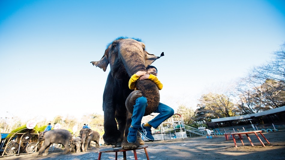 Maybe you can play with the elephants! ??