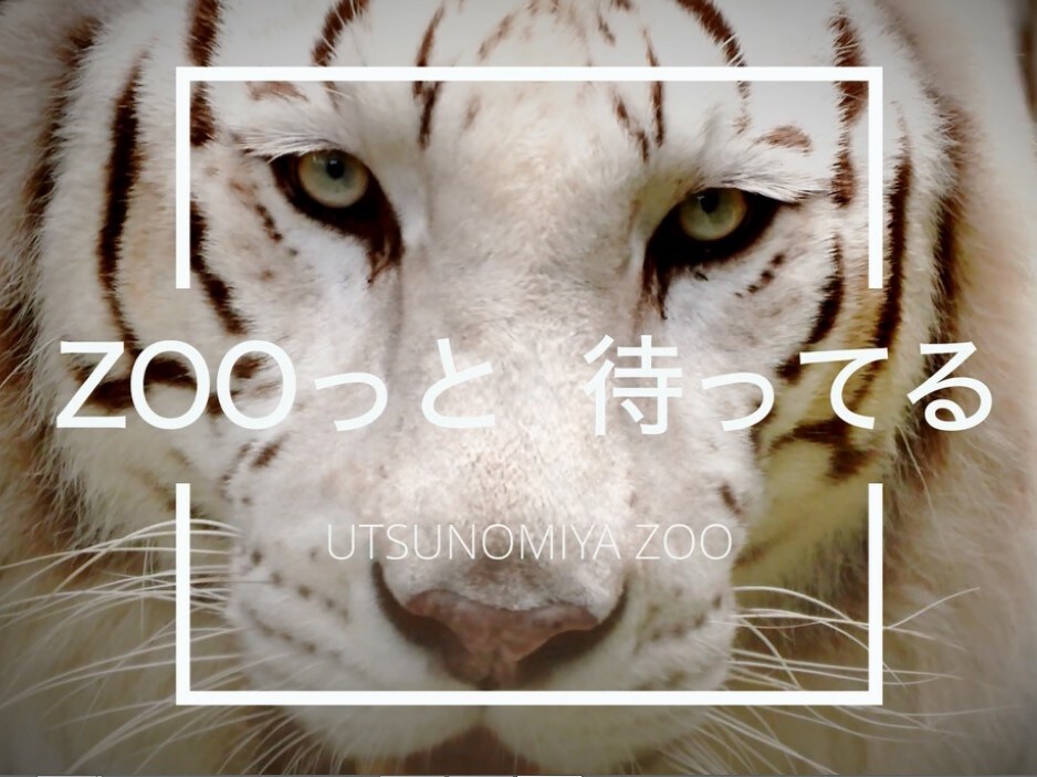 Plan with admission ticket to Utsunomiya Zoo