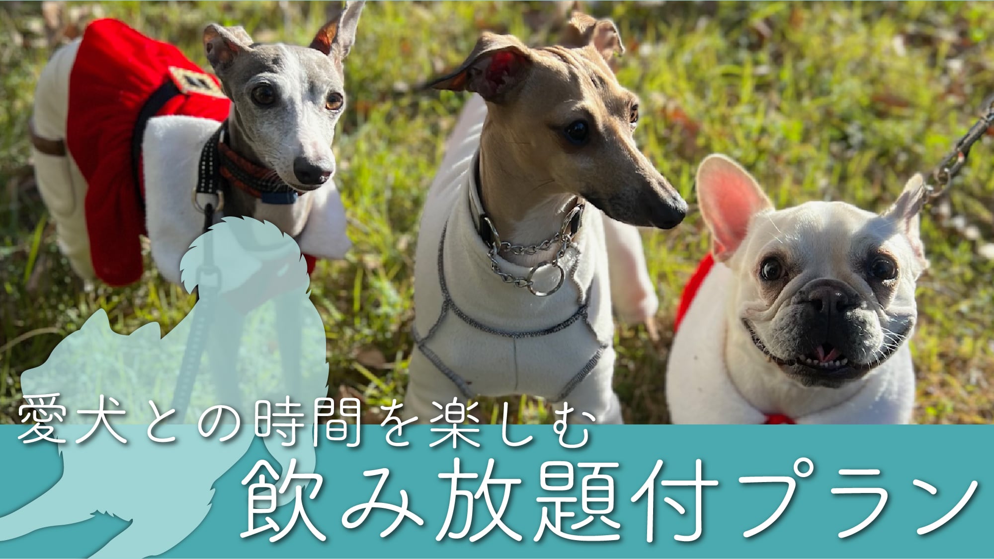 Enjoy time with your dog