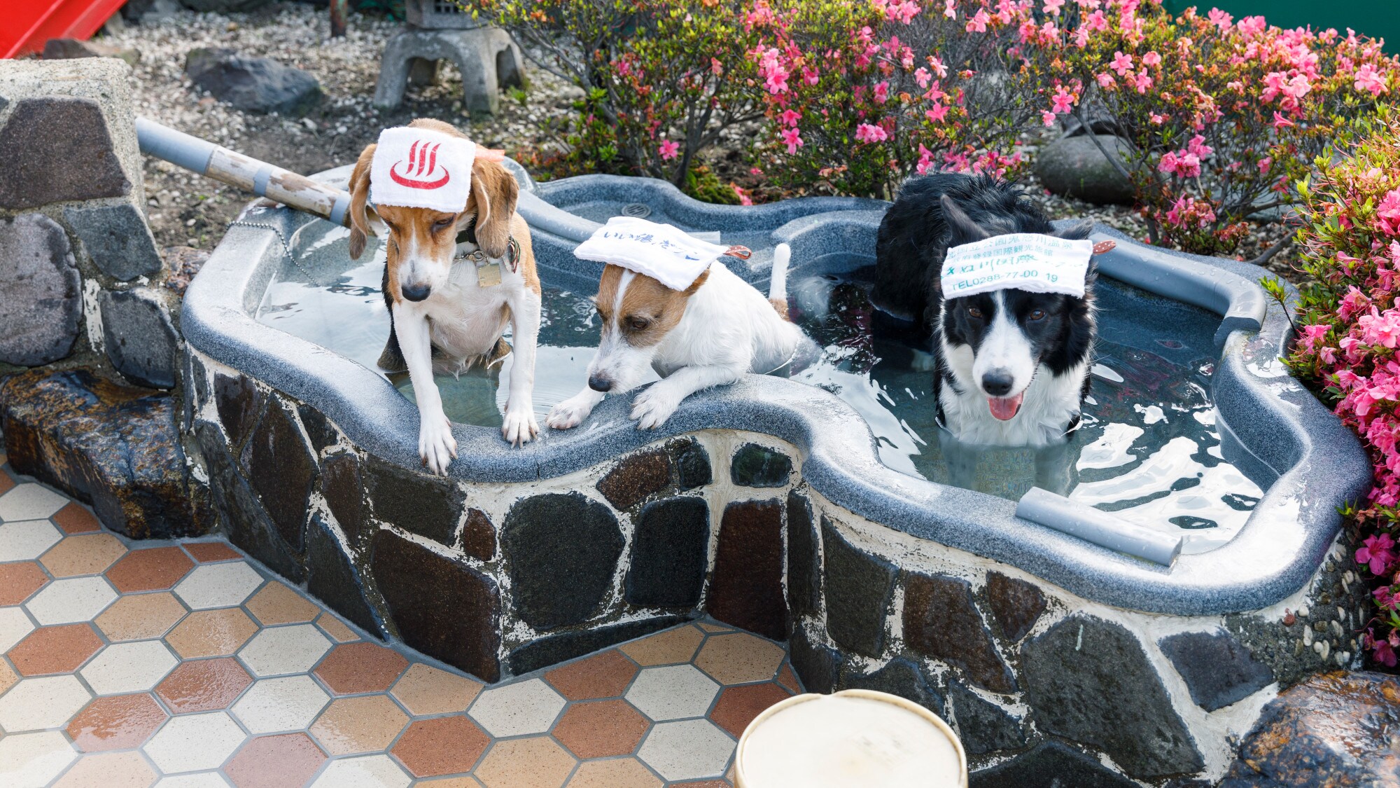 [Open-air bath for pets]