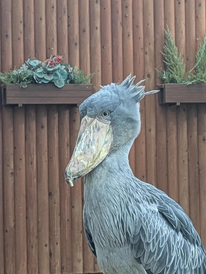 profile