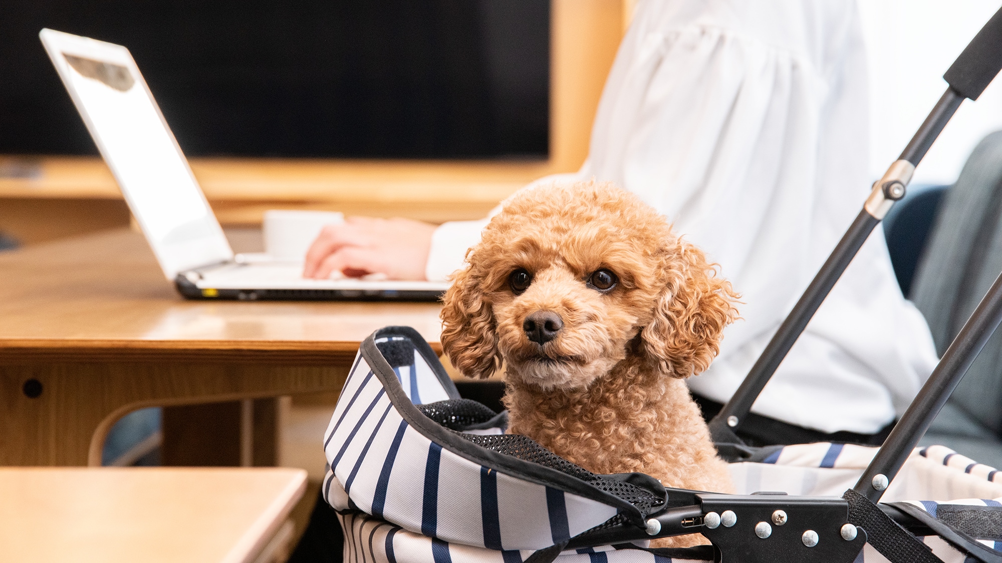 *[1F Cafe Space] Workcation with your pet! You can stay with your pet while working by using a bucket or carrier.