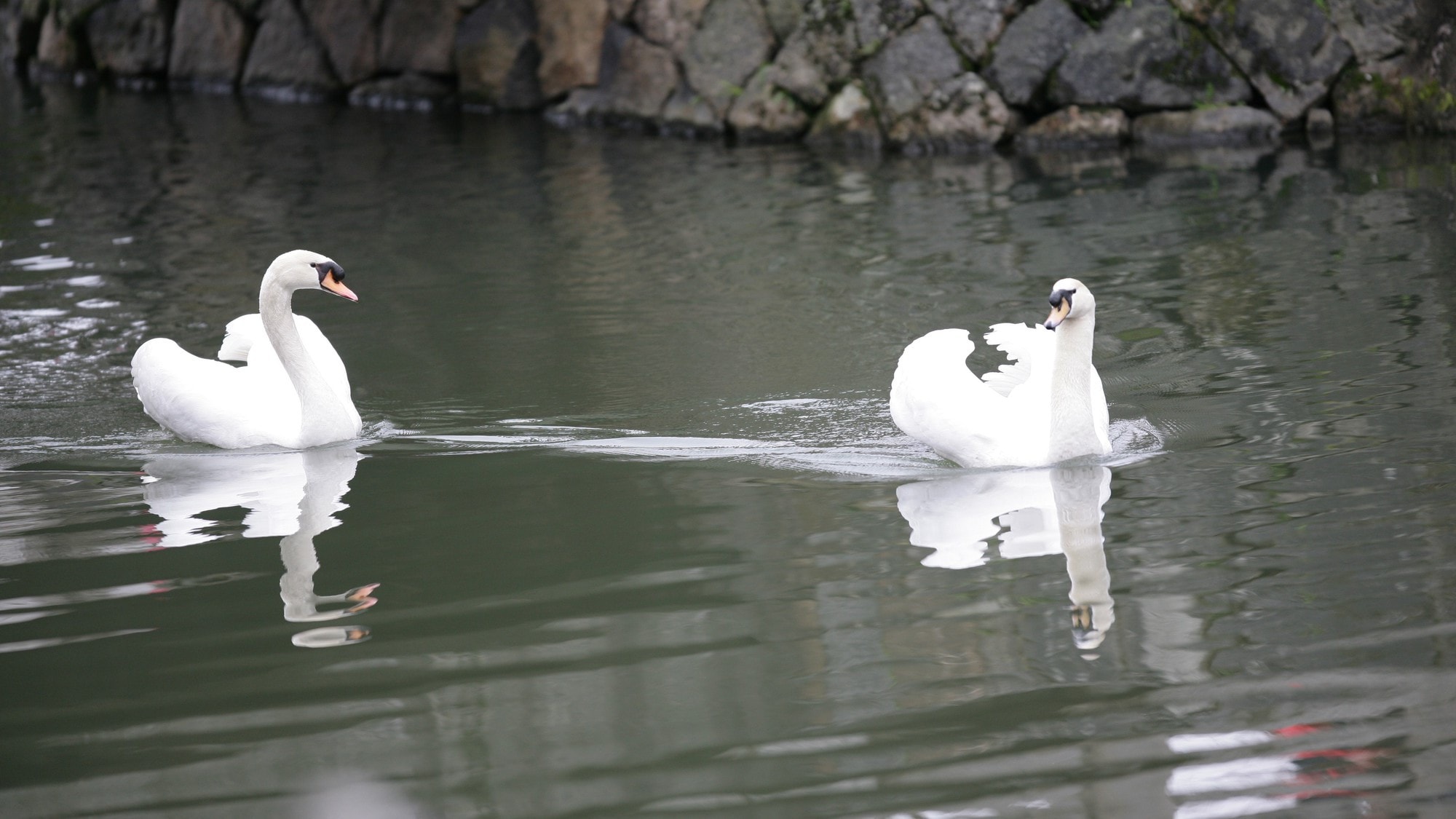 天鵝在倉敷川優雅地游動