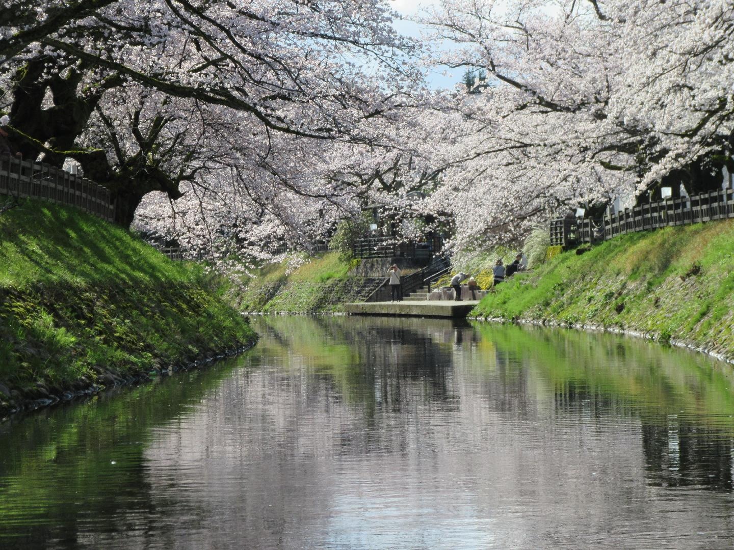 桜.JPG