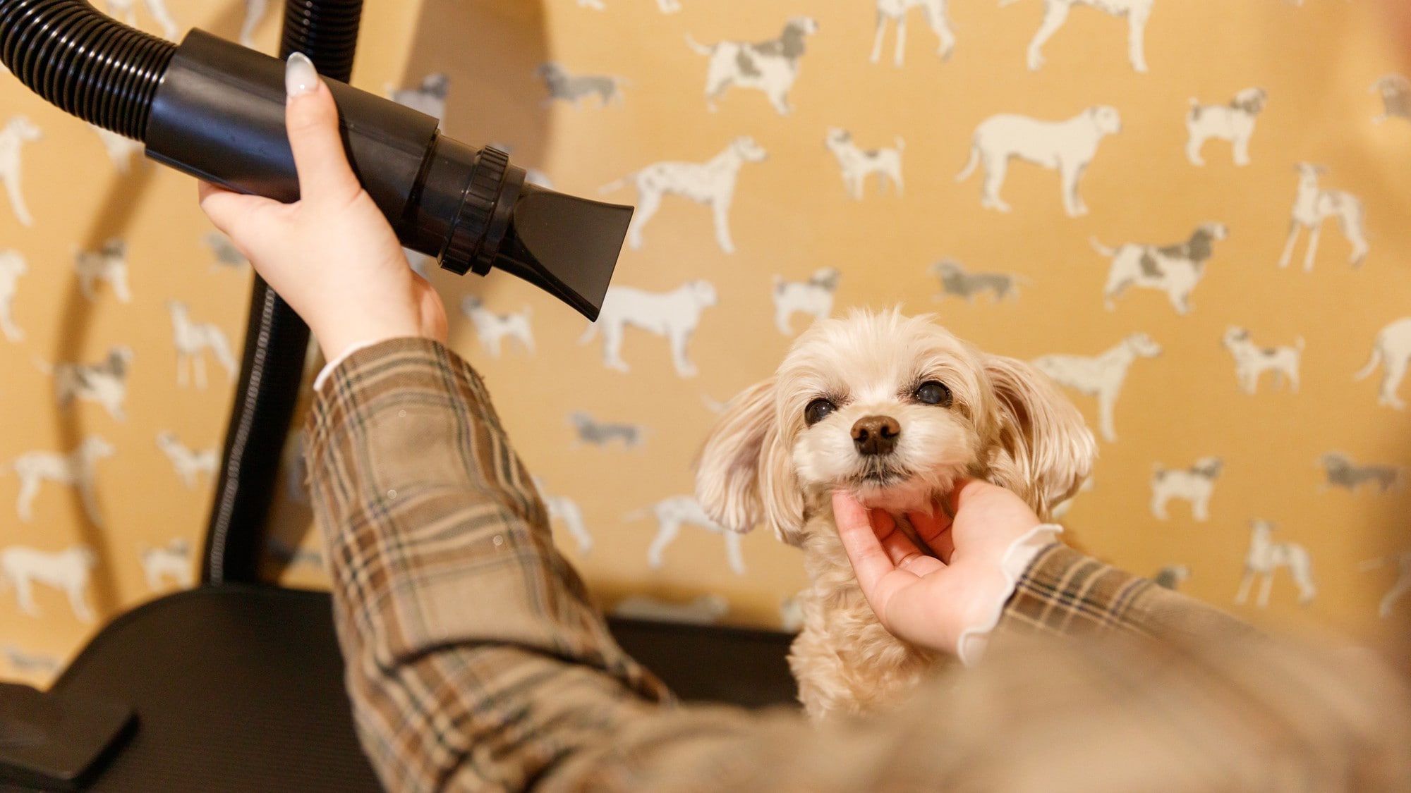 [WAN Suite] A room with a bathtub and pet dry room for dogs